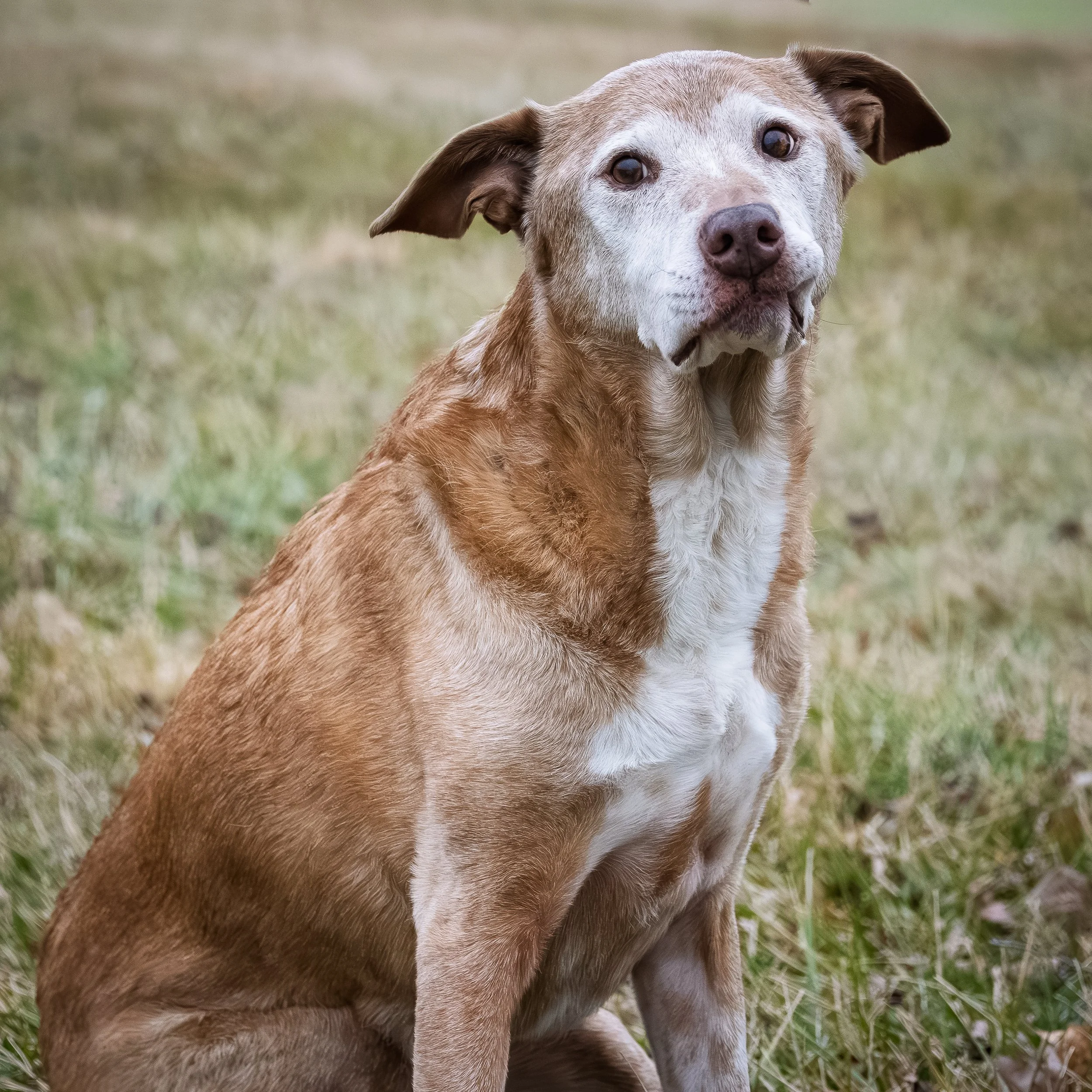 A close-up of a dog with a light brown and white coat, sitting outdoors on grass, looking at the camera.
