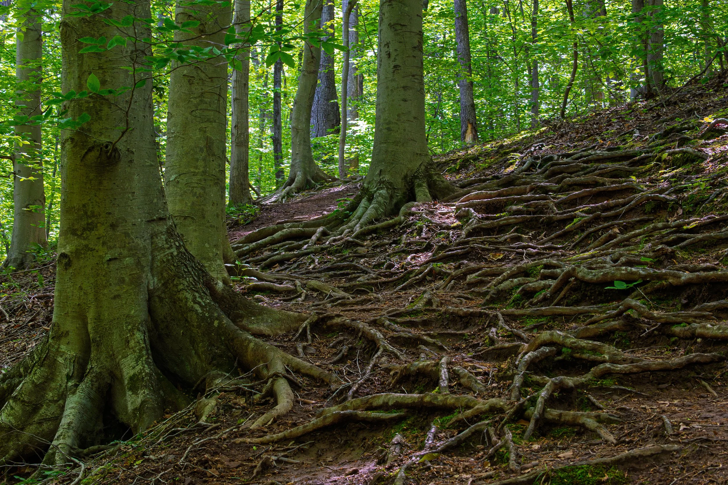 Roots, the foundation of all life