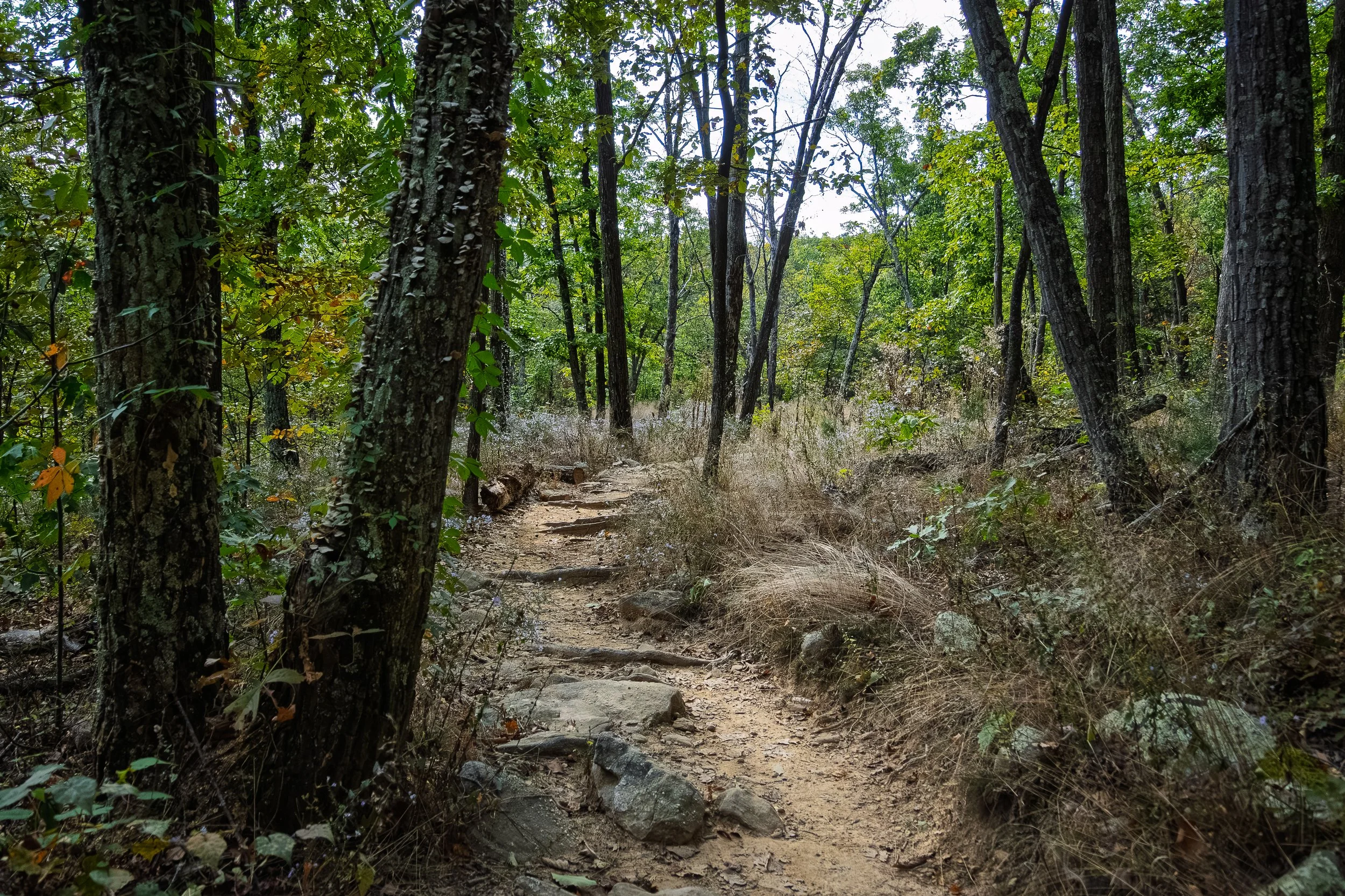 DSC_4748.jpg