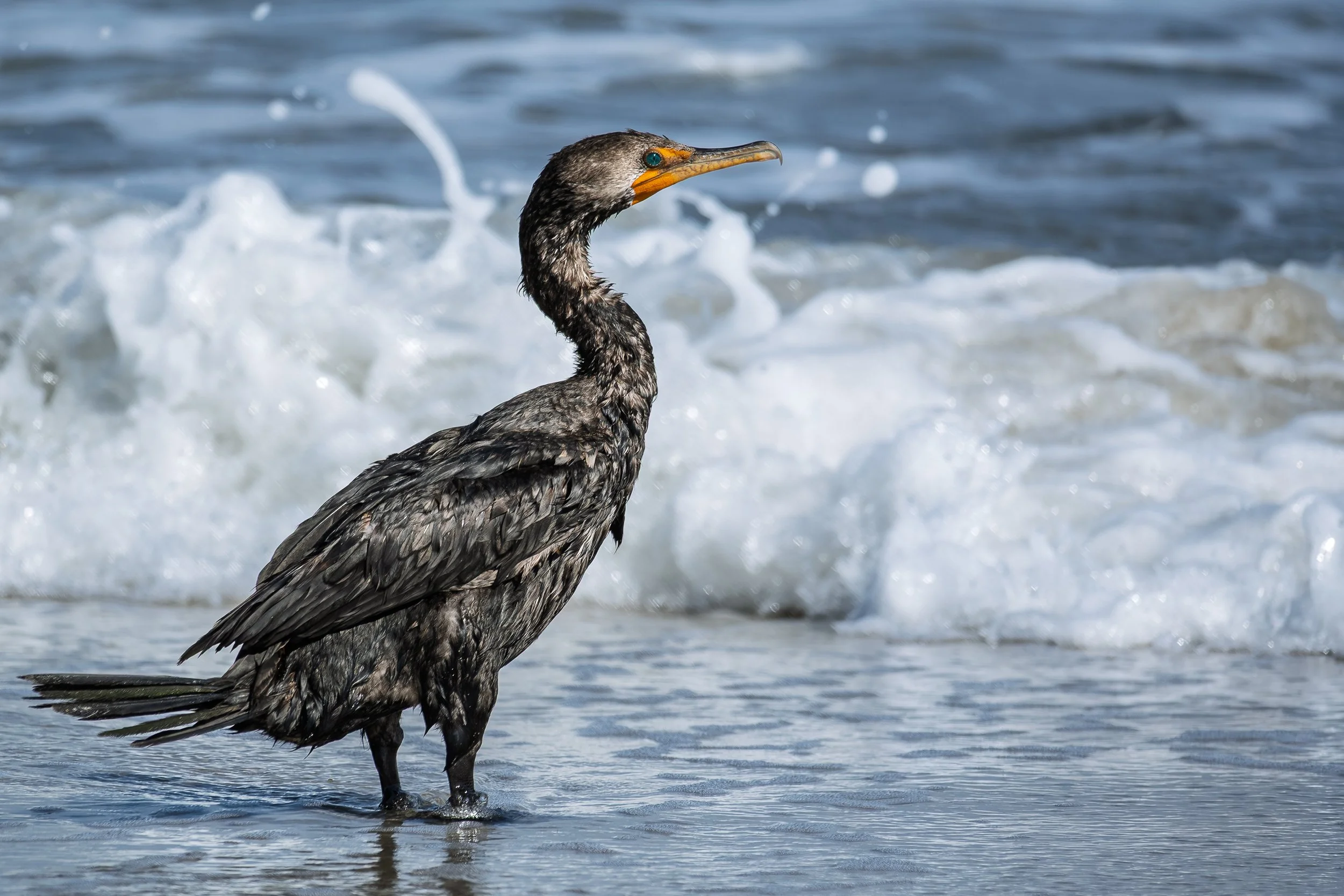 Cormorant on the beach, soaking it all in