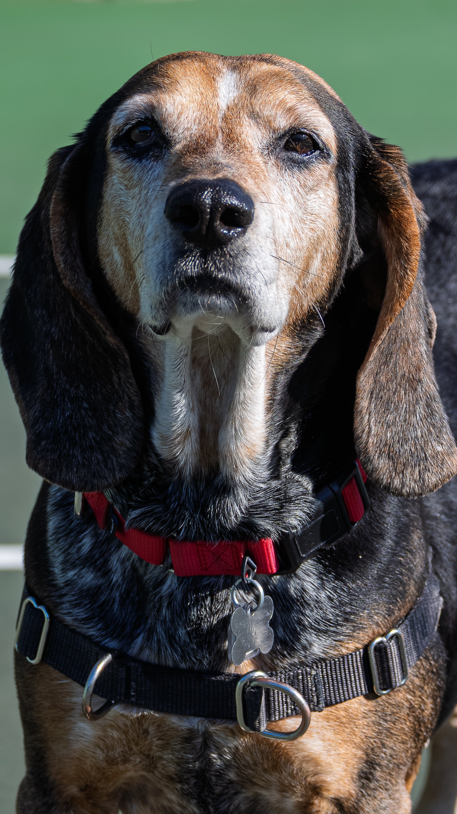 Close-up of a beagle dog wearing a red collar and black harness, looking directly at the camera with a neutral expression. Green background.