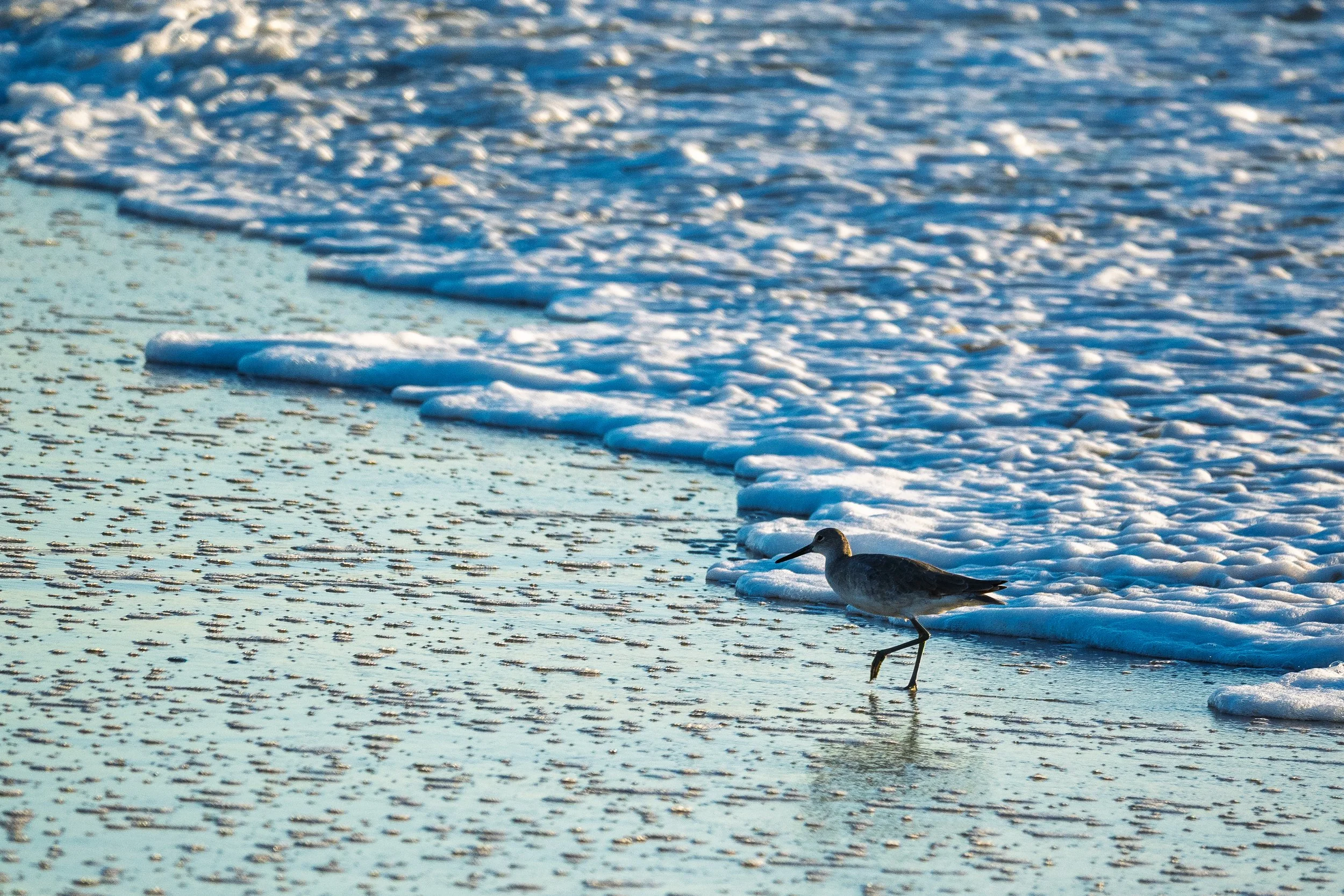 Shore bird running in the waves