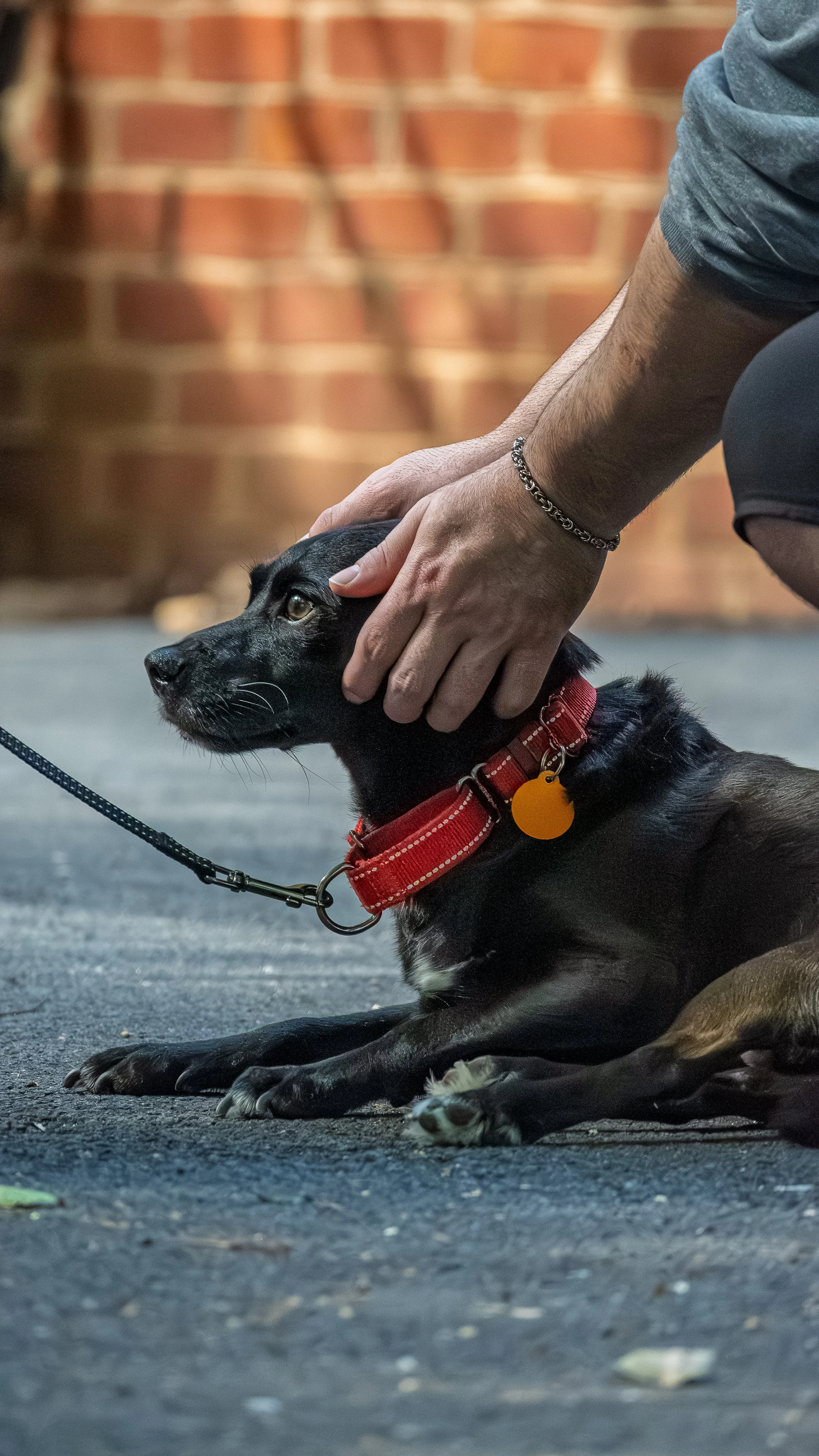 A person petting a black and brown puppy lying on a dark outdoor surface with a red collar and yellow tag, against a blurred brick wall background.