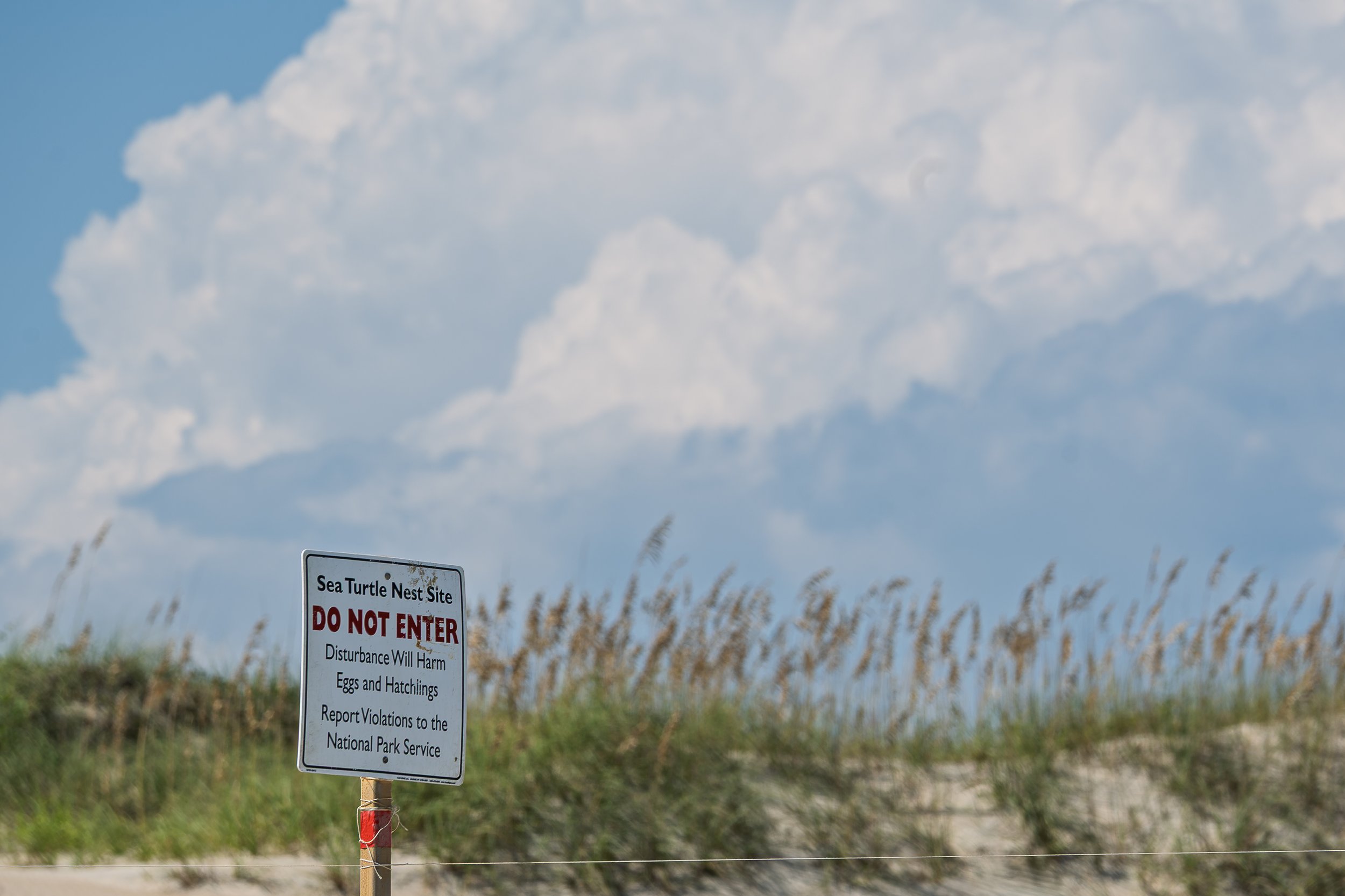 A beautiful site this year - many sea turtle nests on the beaches