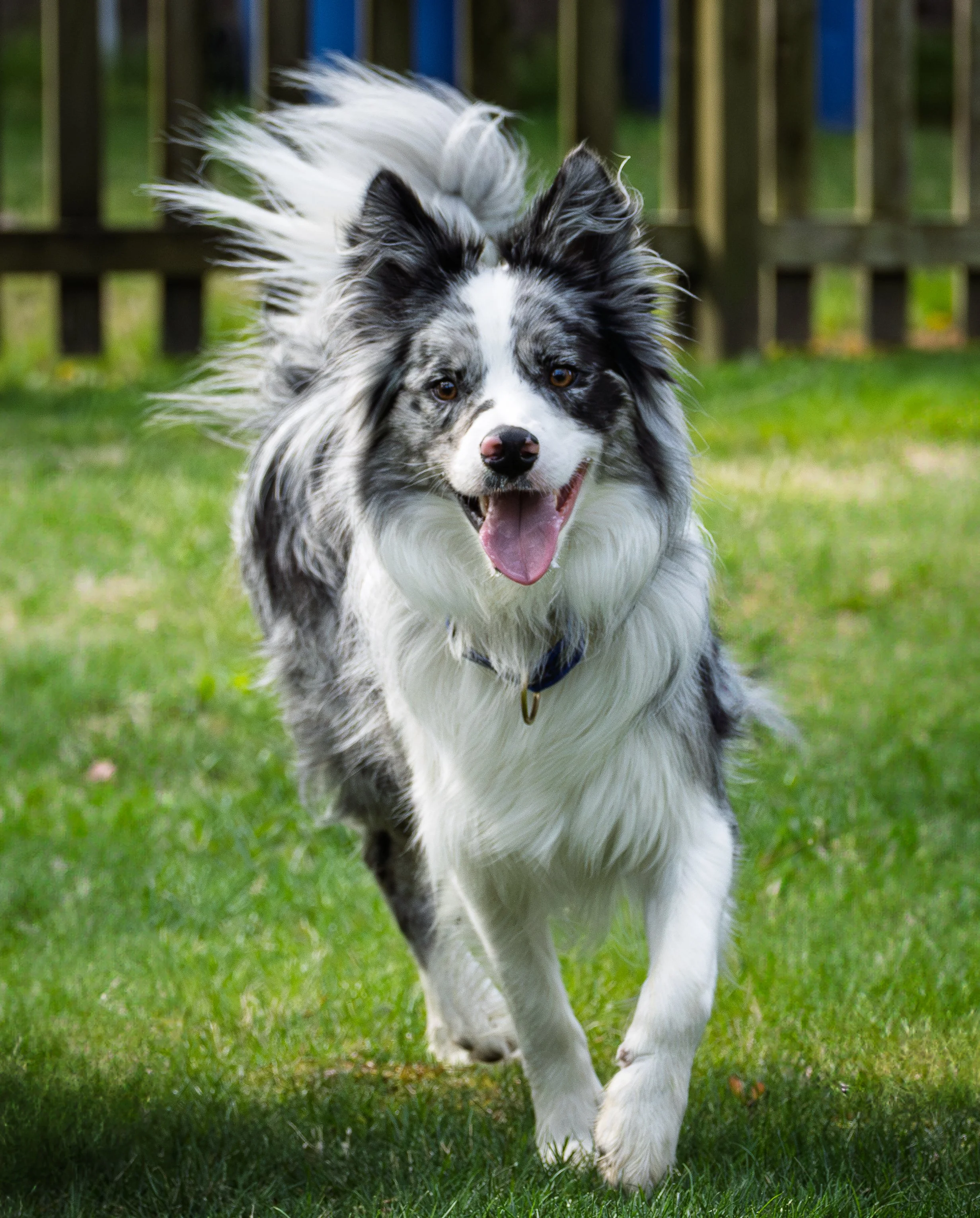 A merle Border Collie dog running on green grass with a wooden fence in the background.
