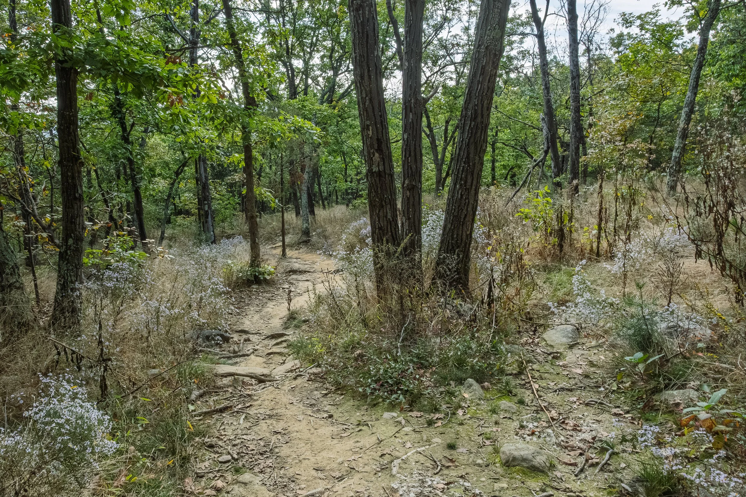 DSC_4766.jpg