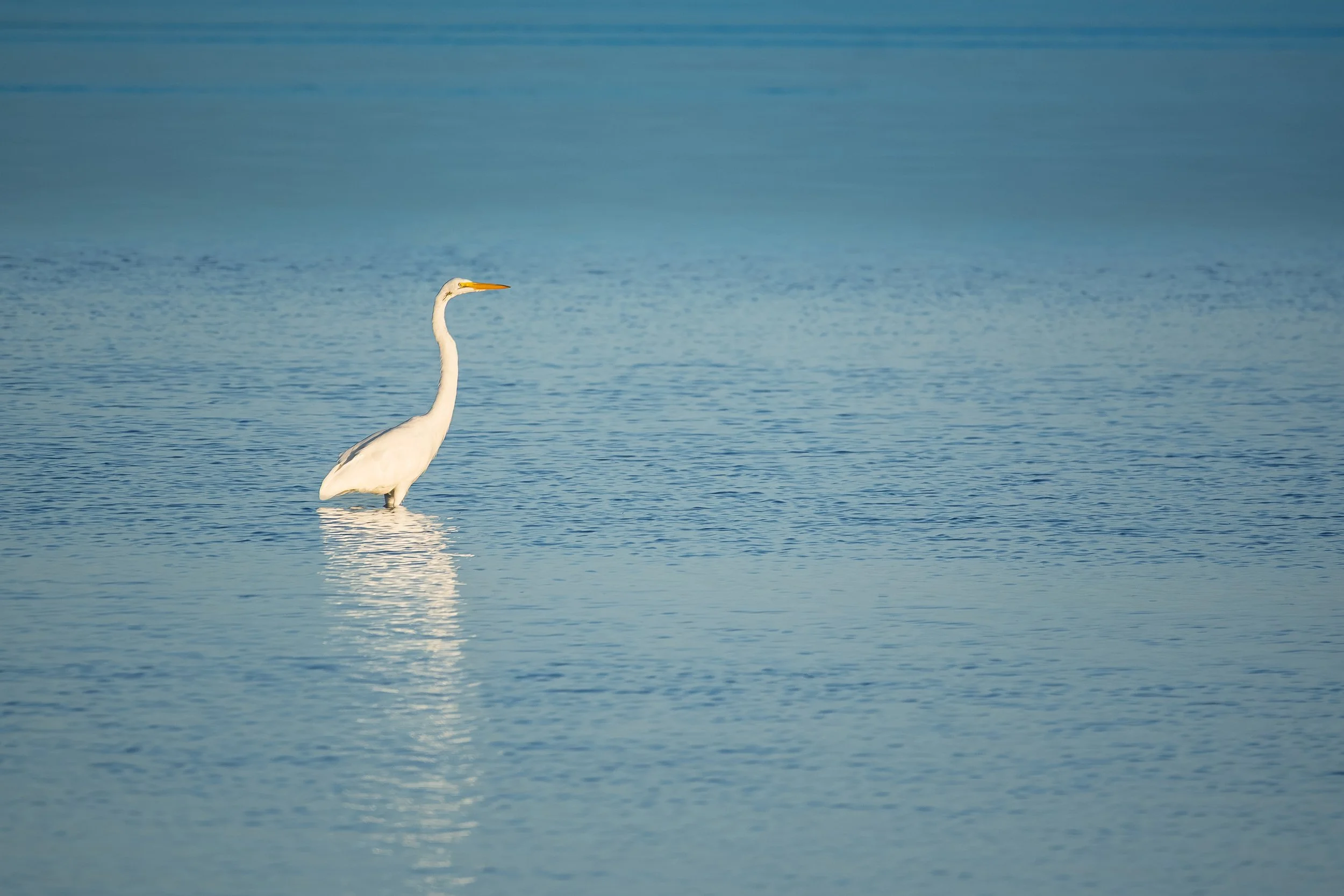 Egret in the quiet of the Pamlico sound waiting for the fish to come