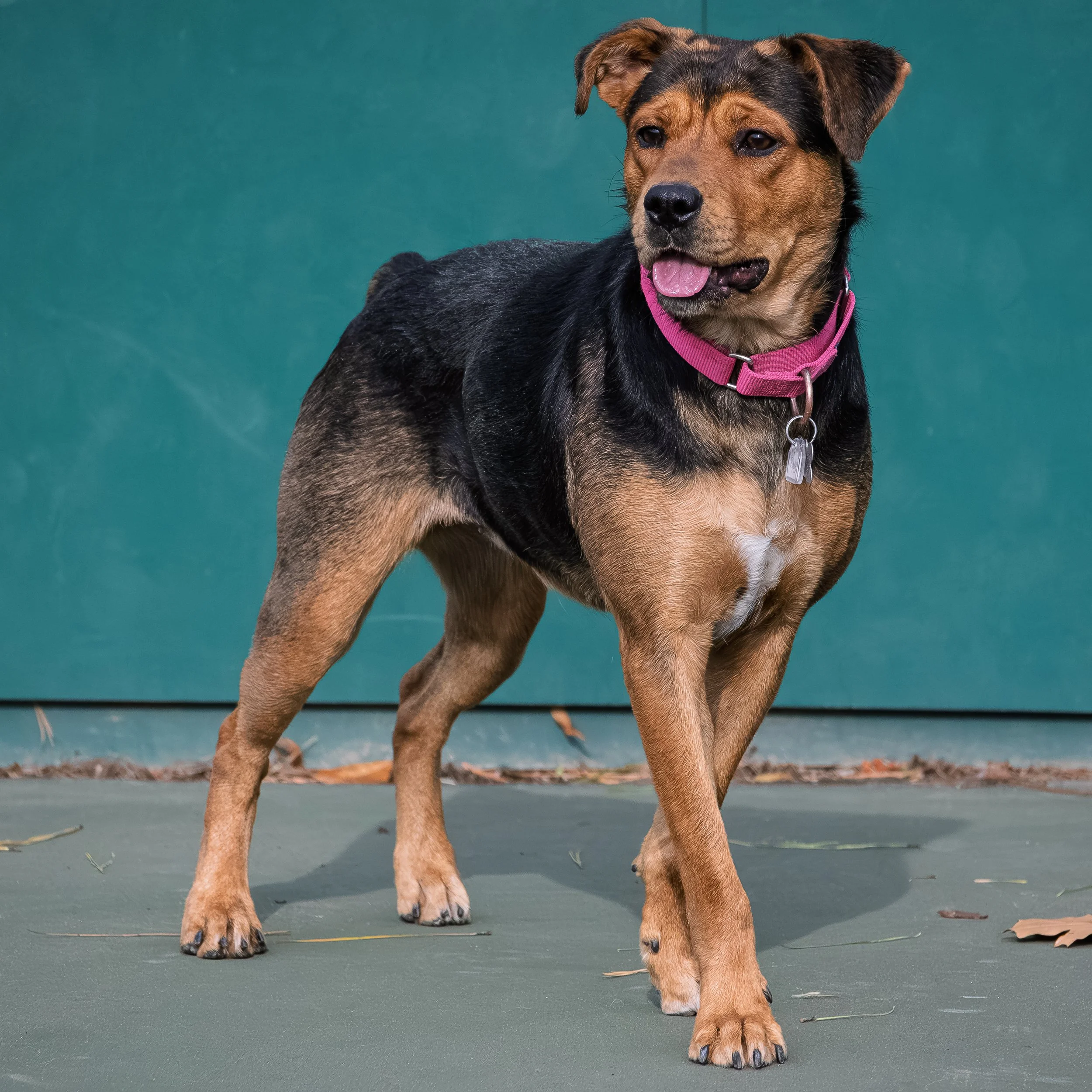 A young dog with a black and brown coat wearing a pink collar, standing on a green outdoor surface with fallen leaves and twigs around.