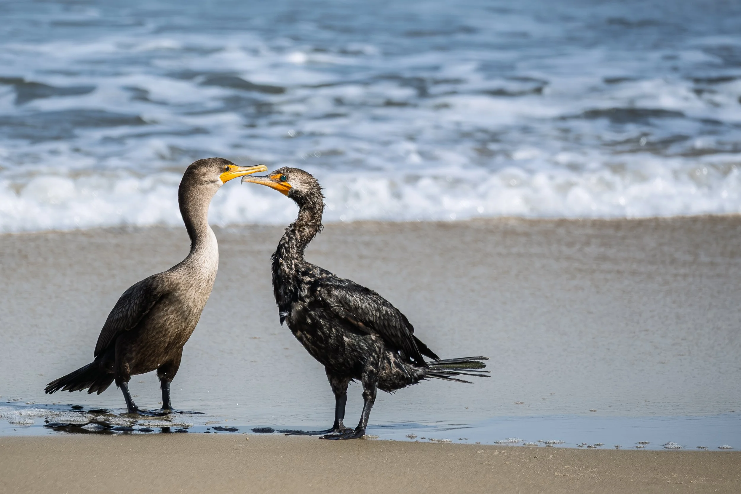 Female and Male Cormorant on the Avon Beach