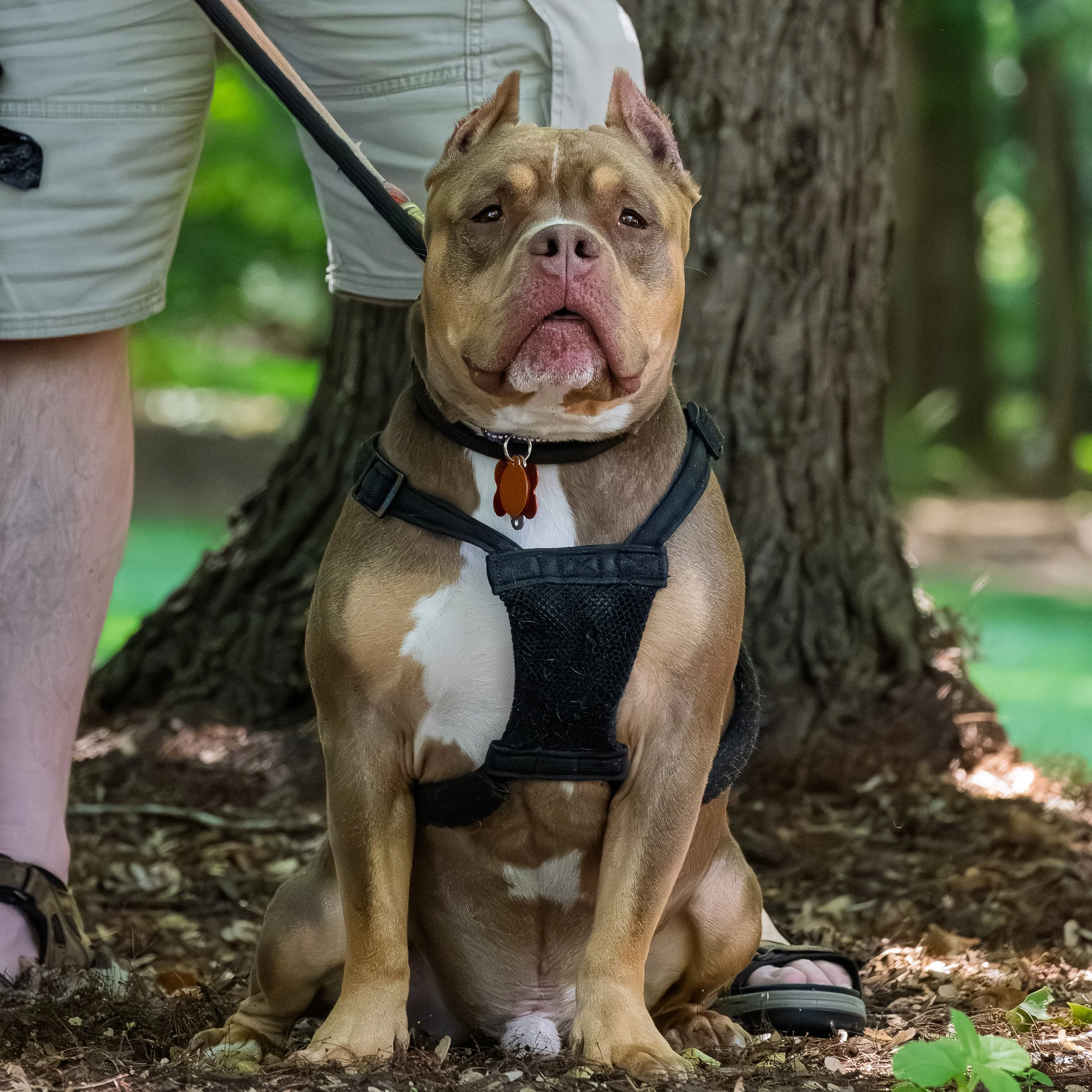 A brown and white dog, possibly an American Bully, sitting outdoors on dirt and leaves near a tree. The dog is wearing a black harness and an orange collar with a tag. A person's legs and shoes are partially visible on either side of the dog.