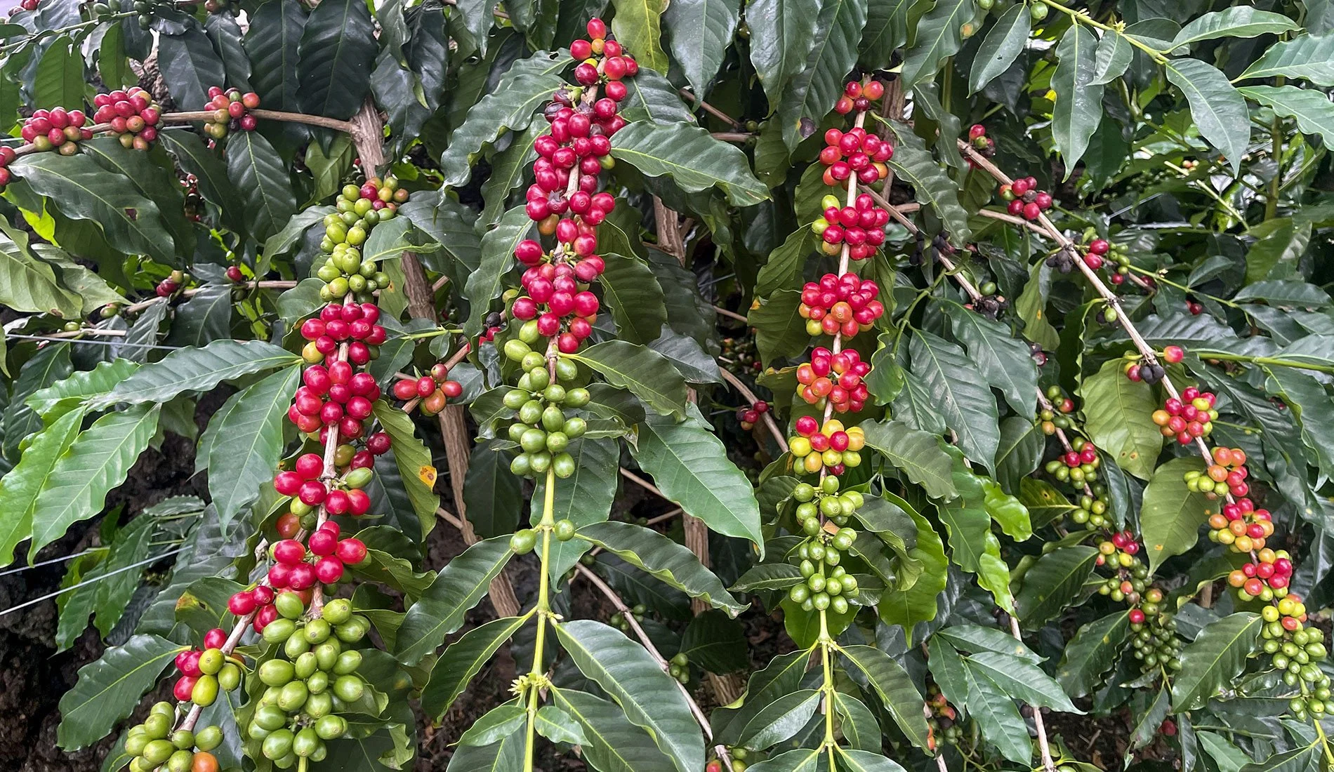 Kona Blend