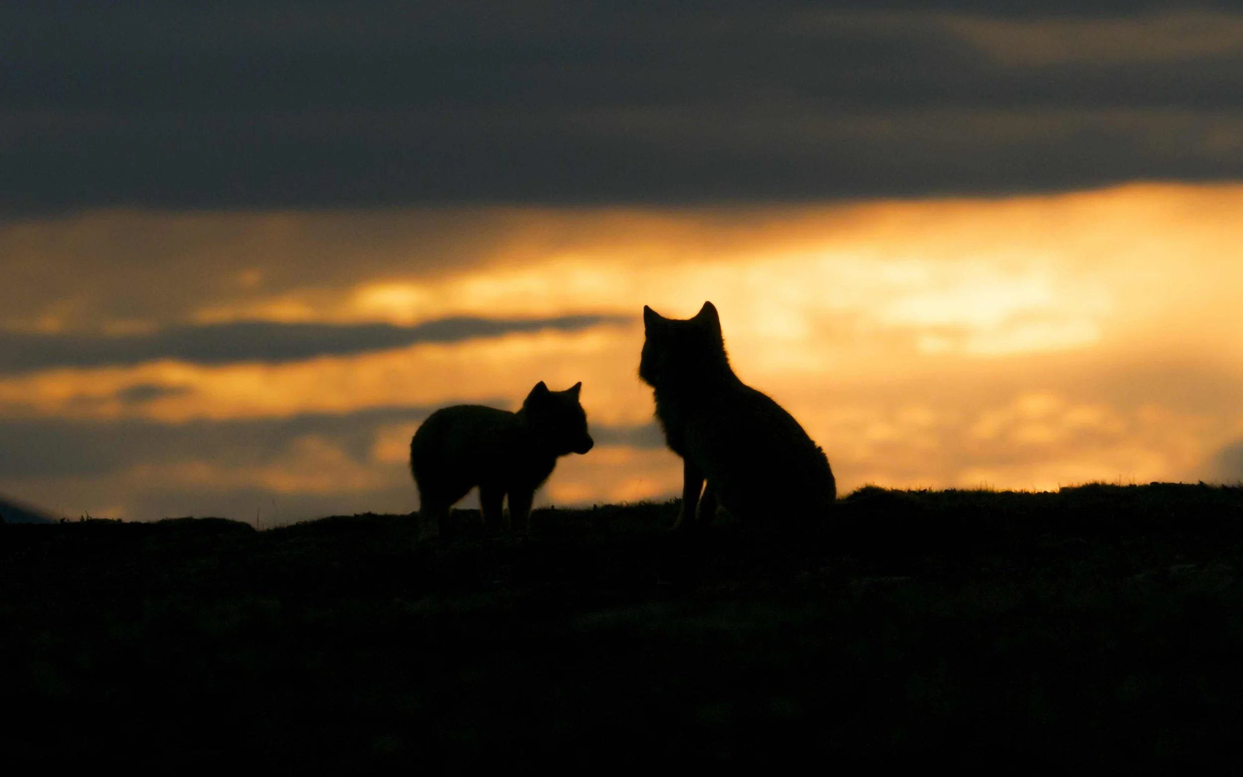 Silhouettes of two dogs sitting on a hill at sunset, with a colorful sky and clouds in the background.