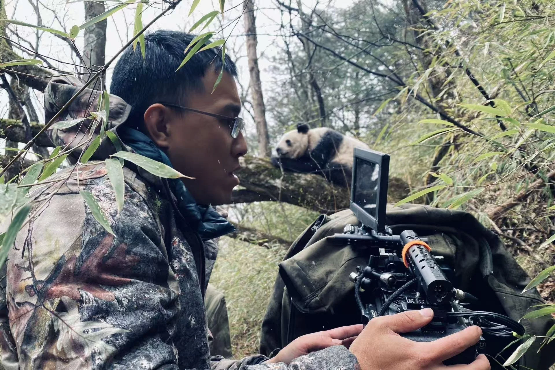 A man in camouflage clothing and glasses operating camera equipment in a forested area, with a panda bear visible on a tree branch in the background.