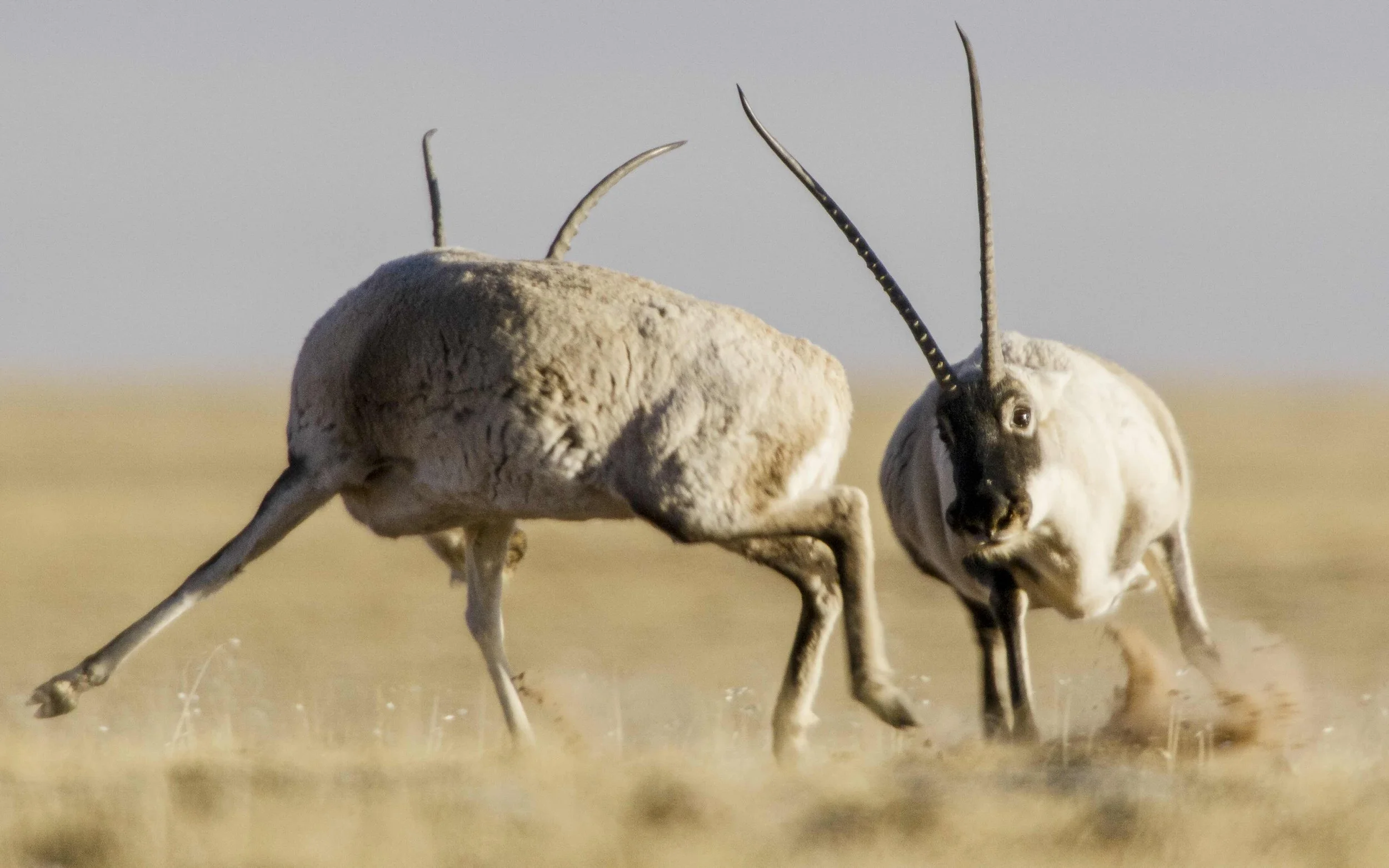 Two mice running on a dirt ground with a plain blurred background.