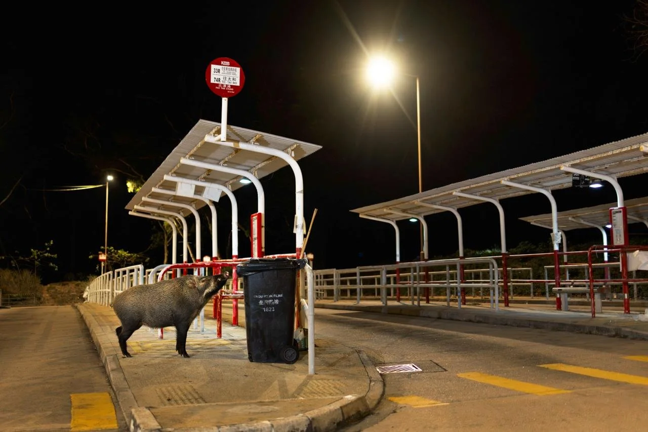 A wild boar standing on a sidewalk near a trash bin at a bus stop at night, with solar panel-covered bus shelters and streetlights.