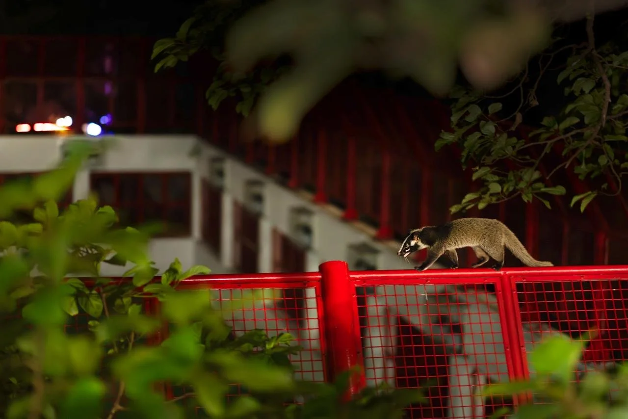 A raccoon walking on a red metal fence at night with blurred city lights in the background and green leaves in the foreground.