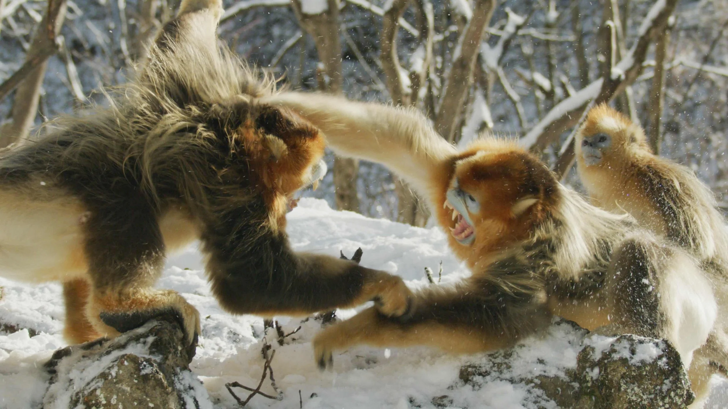 Group of four golden retrievers playing in the snow, with snow-covered trees in the background.