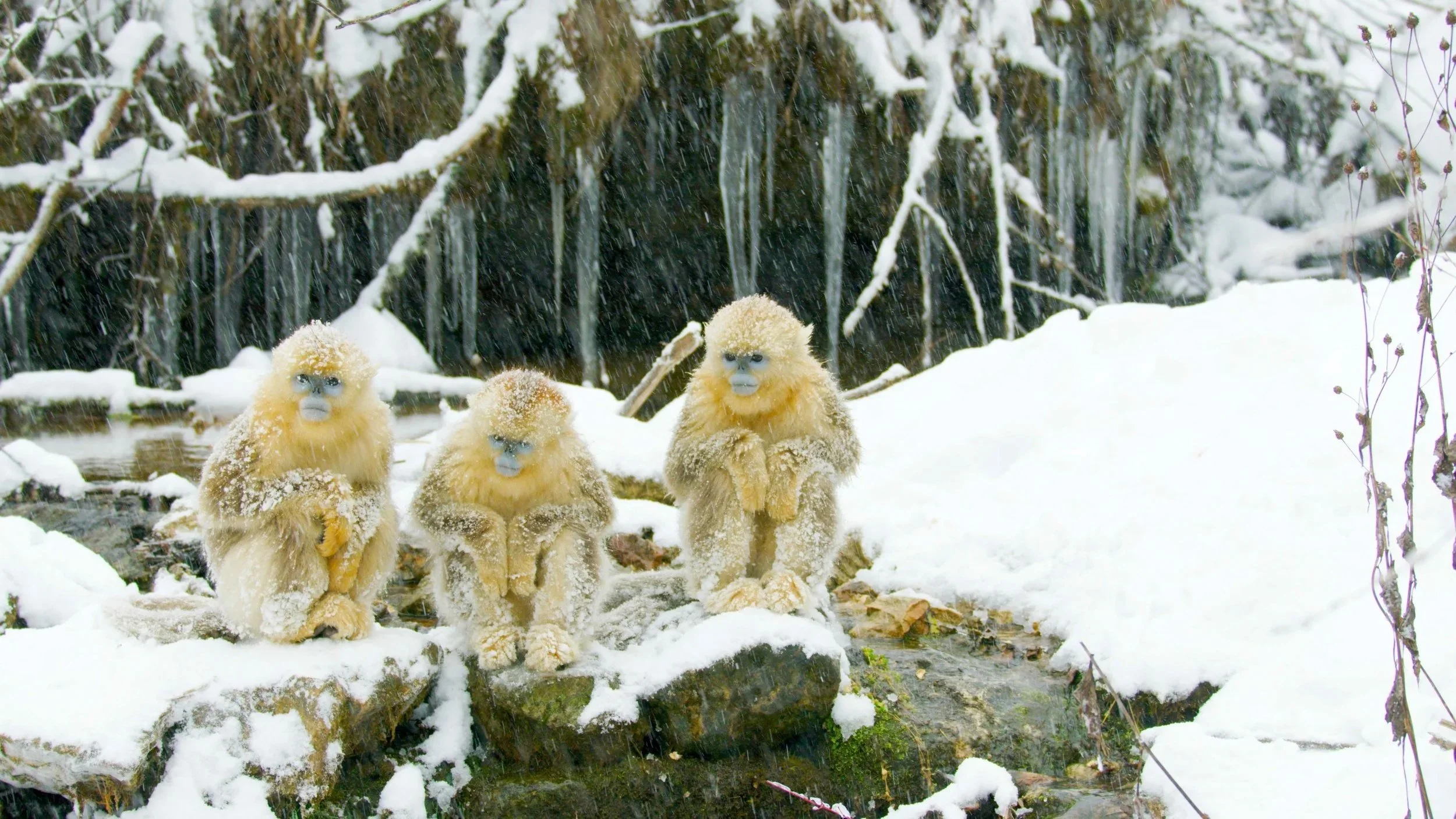 Four golden monkeys sitting on snow-covered rocks near a small stream in a snowy forest, with snow-covered branches in the background.