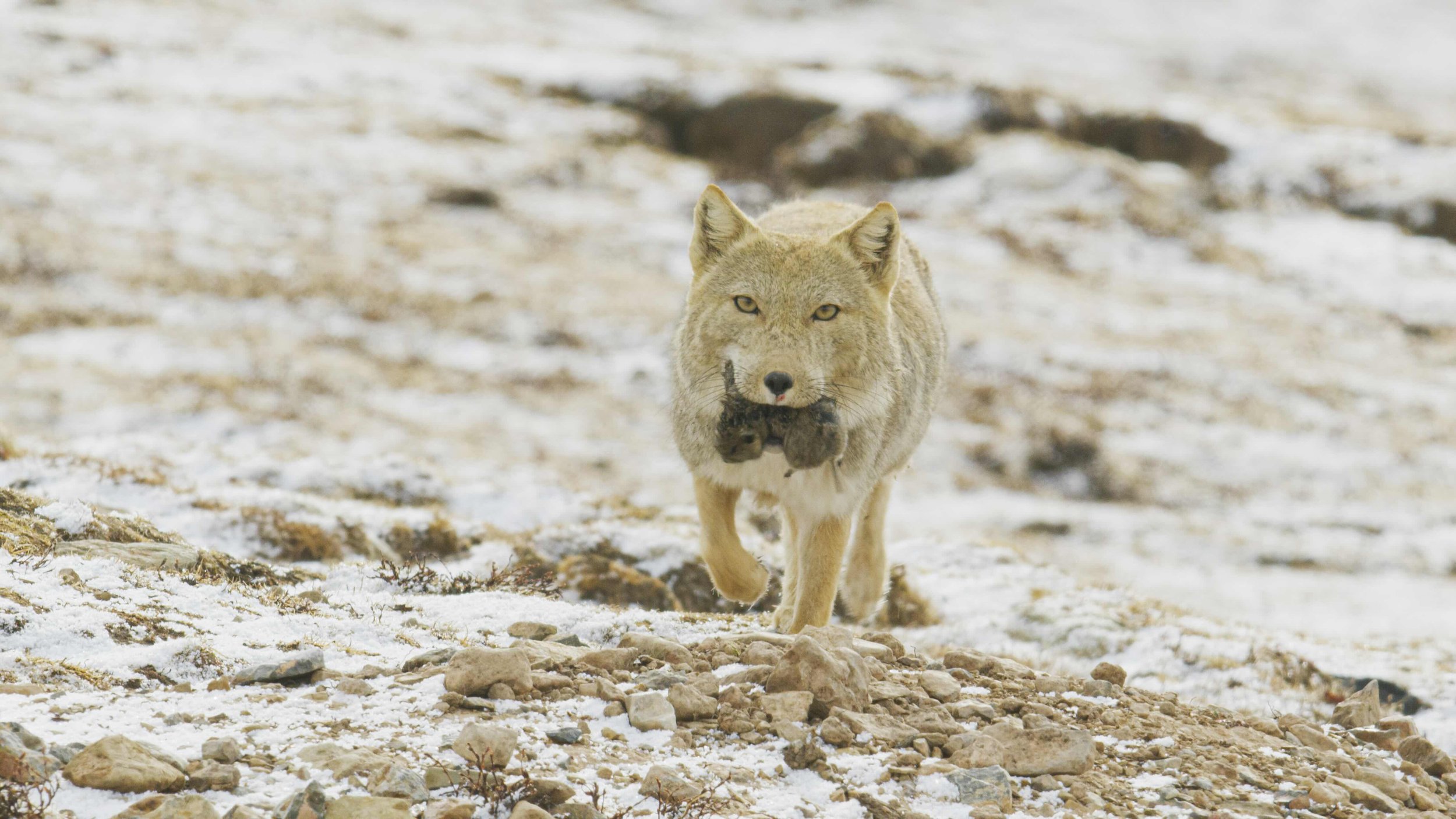 A wolf running on a rocky, snow-covered terrain with patches of grass.