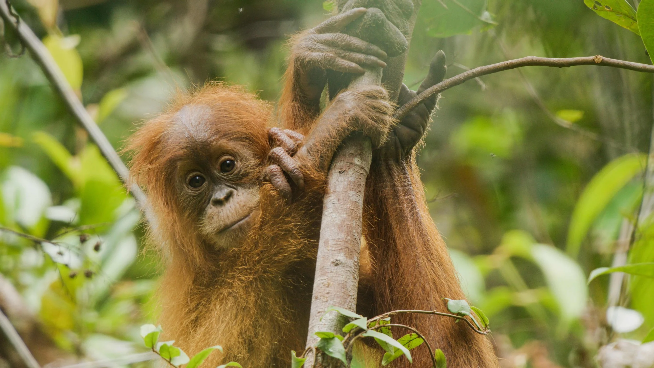 Young orangutan with reddish fur climbing and holding a tree branch in a lush green rainforest.