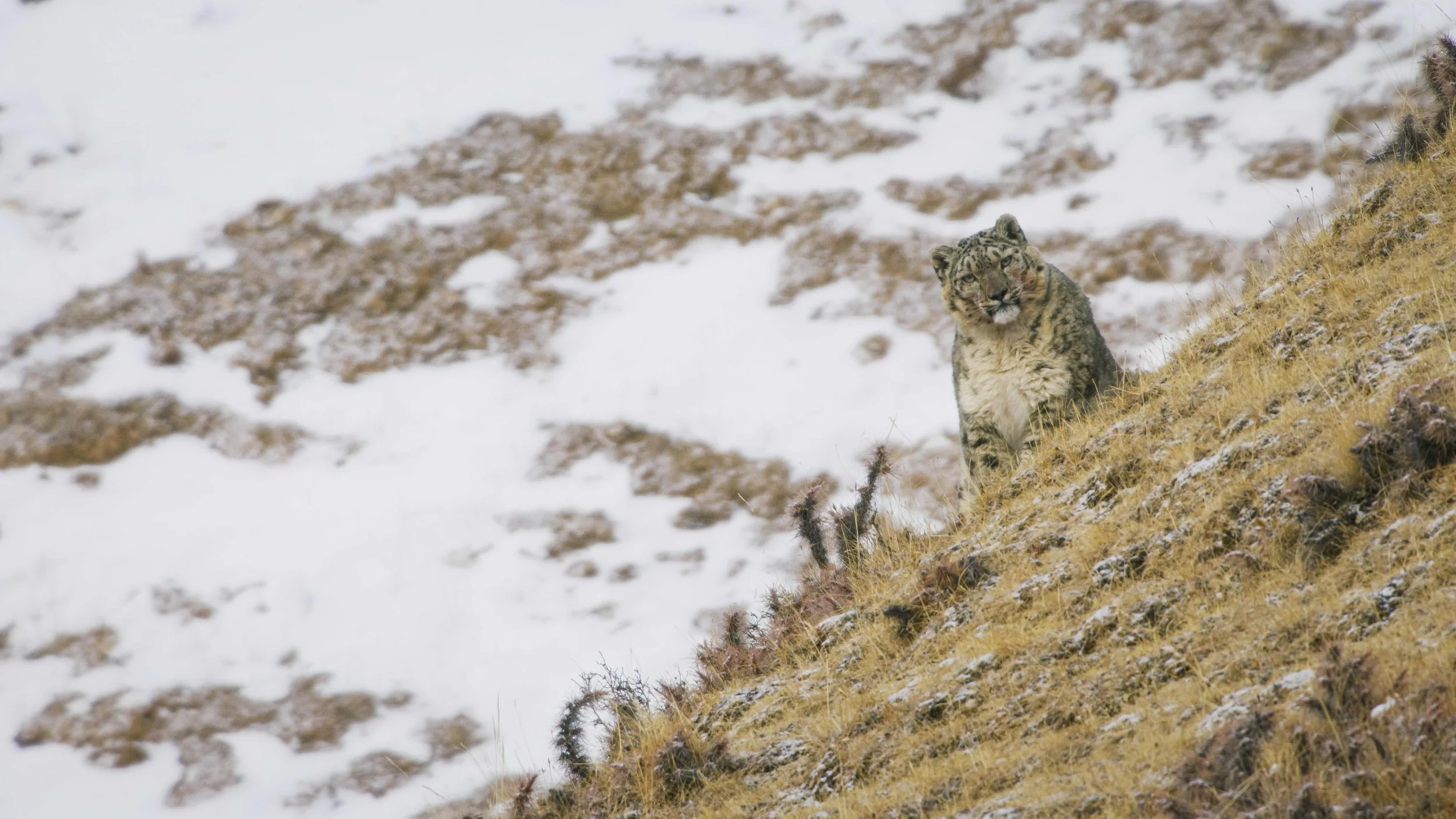 A snow leopard with gray and black spotted fur sitting on a grassy hillside with patches of snow.