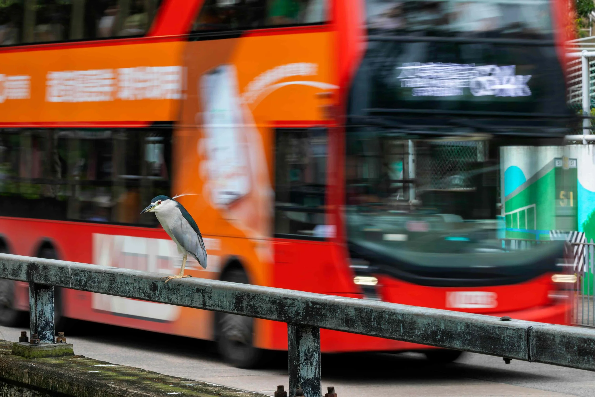 A black and white bird with red eyes perched on a metal railing in front of a moving orange and black bus.