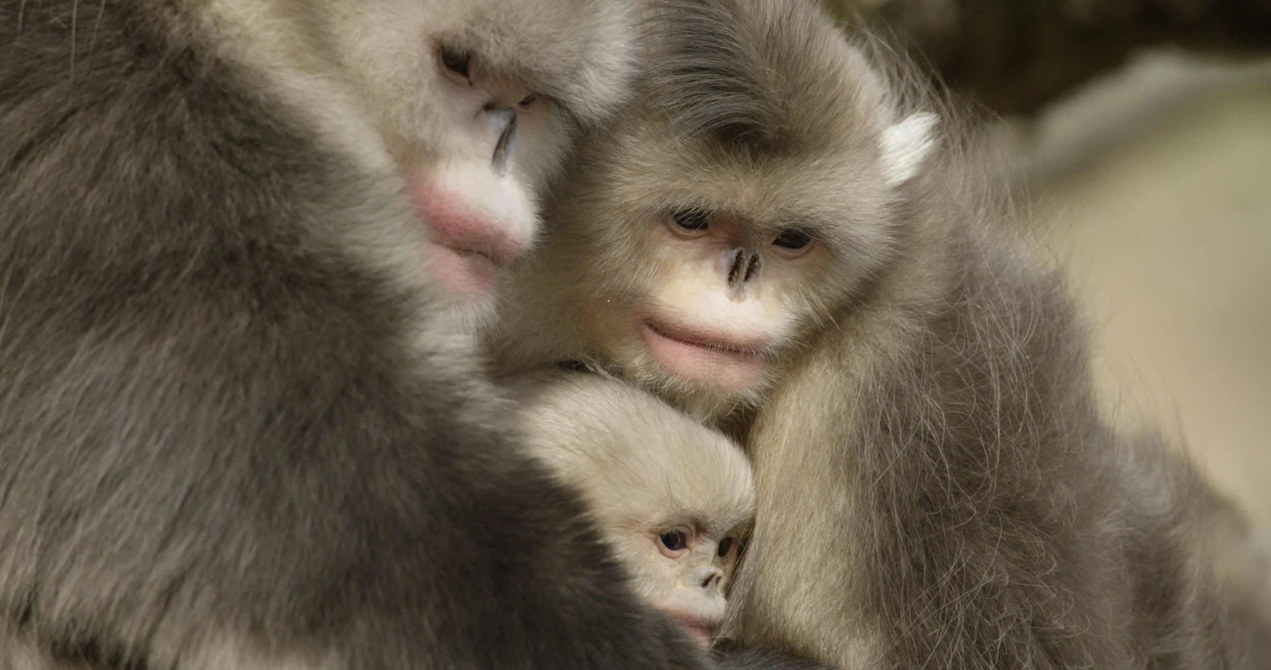 Group of three monkeys, closely huddled together, with one in the foreground and two in the background.