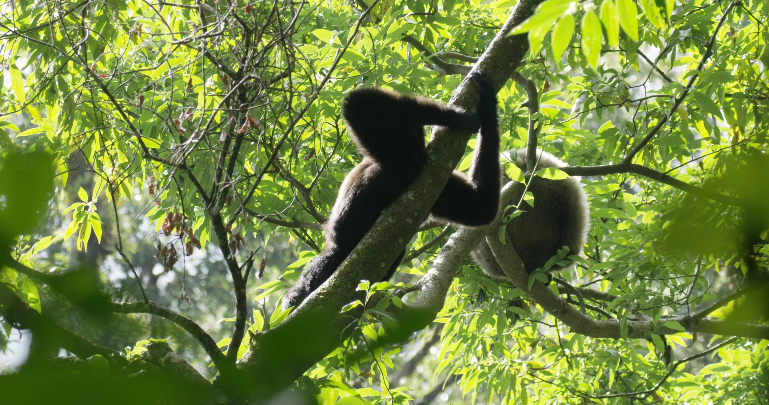 A black and white panda climbing a tree in a lush green forest.