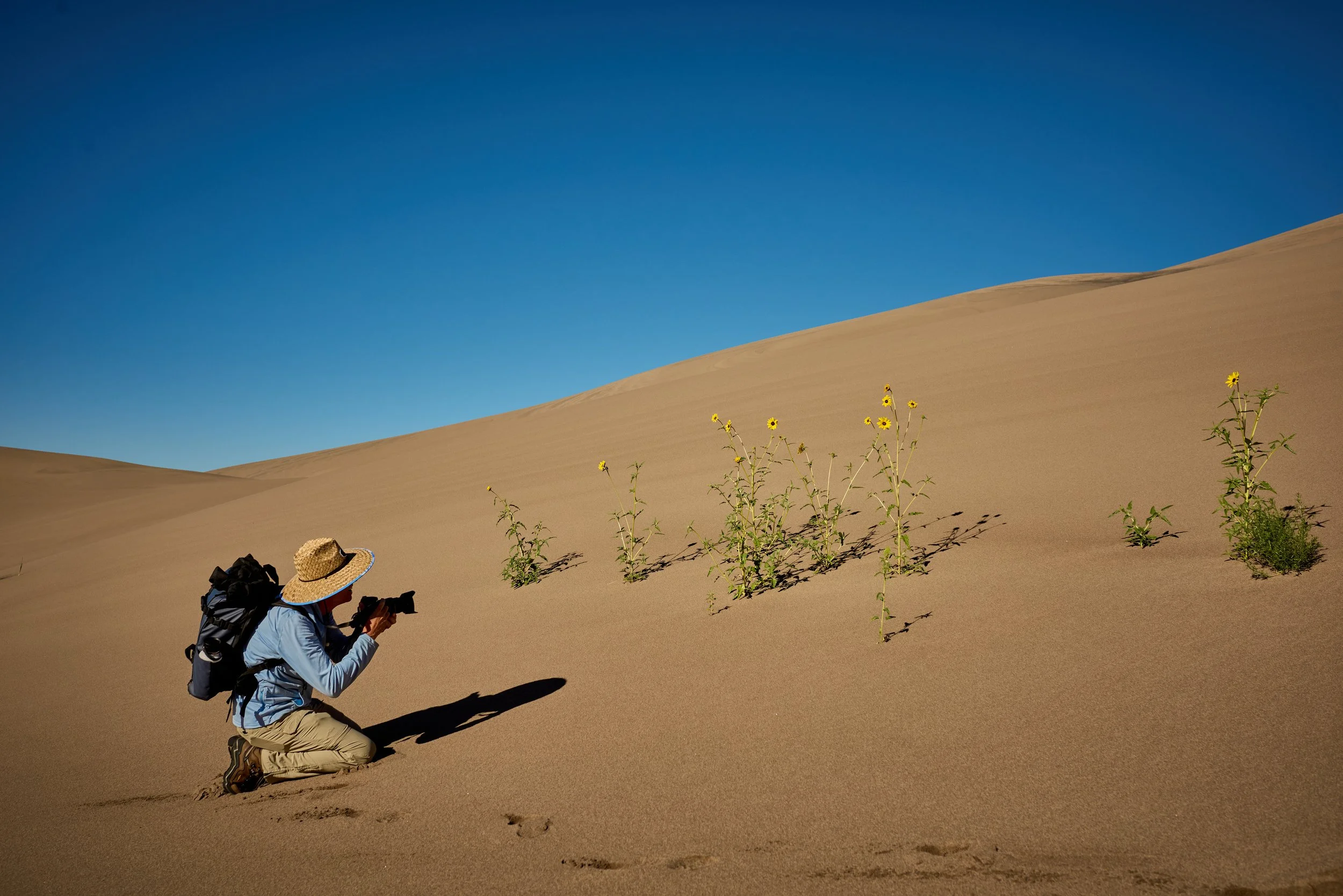 A person kneeling on the sand in a desert, taking a photo with a camera. There are yellow flowers growing out of the sand, and a blue sky overhead.