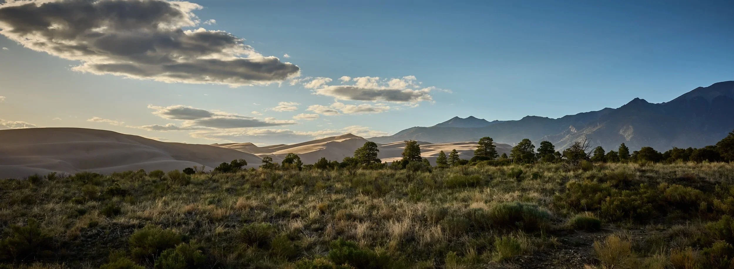 A scenic landscape of rolling sand dunes in the distance, with a field of shrubs and small trees in the foreground, and mountains under a partly cloudy sky.