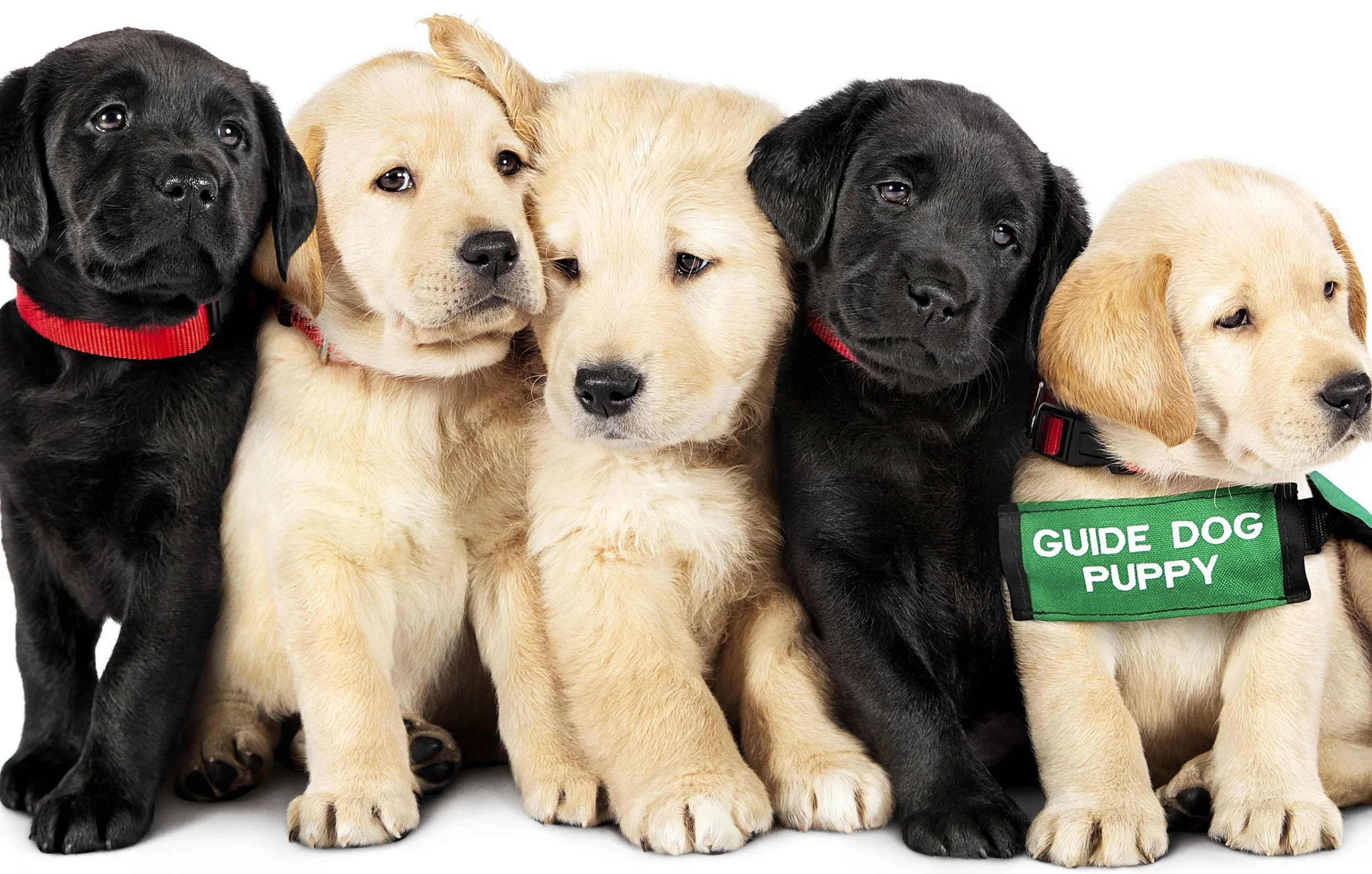 Pick of the Litter