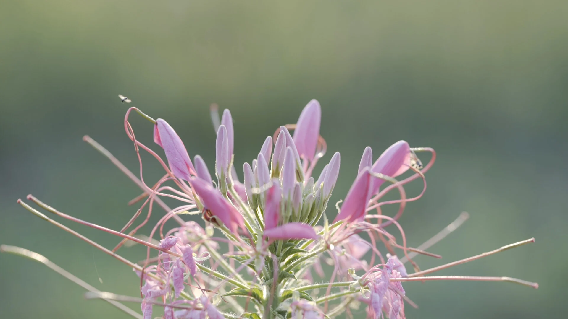 Rematriate: Passing the Seeds