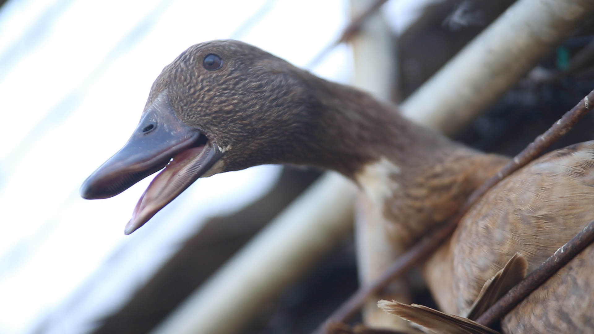 Duck Academy w/ Family Shorts