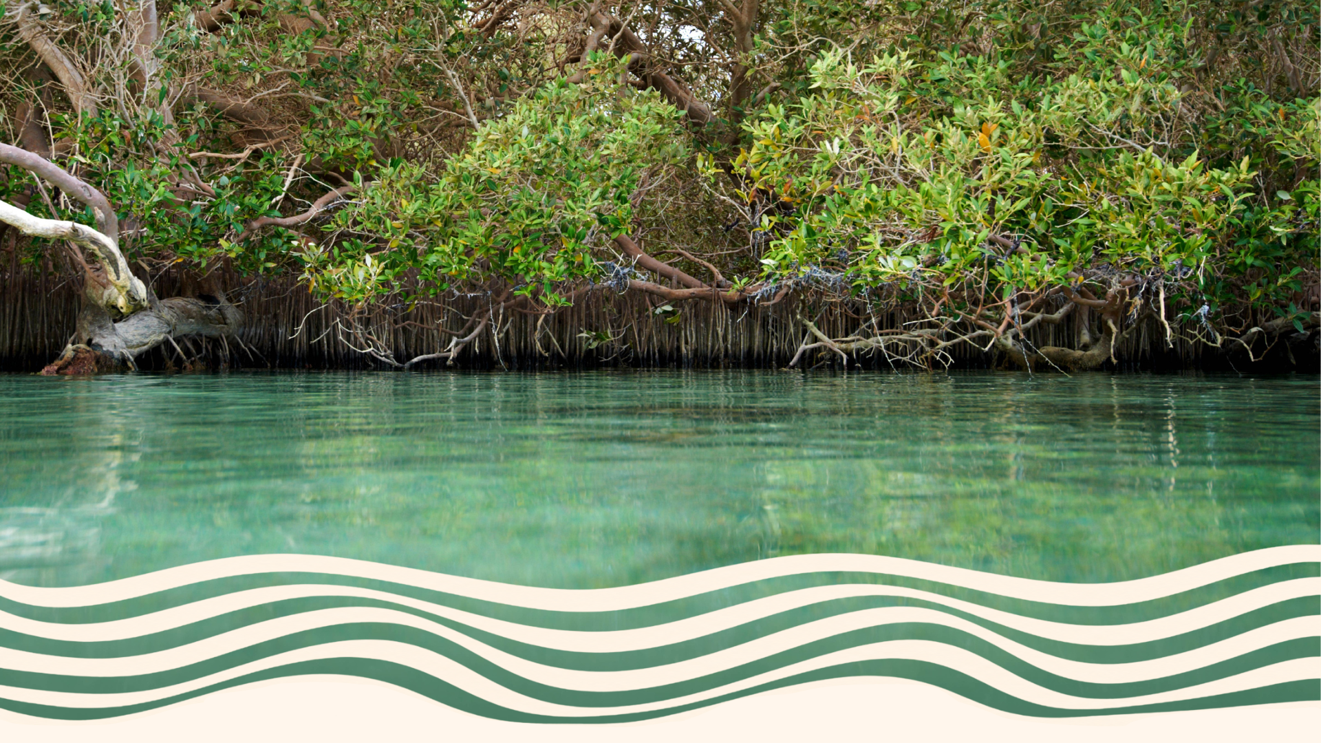 Mangrove trees along a body of water with patterned design at the bottom of the image.