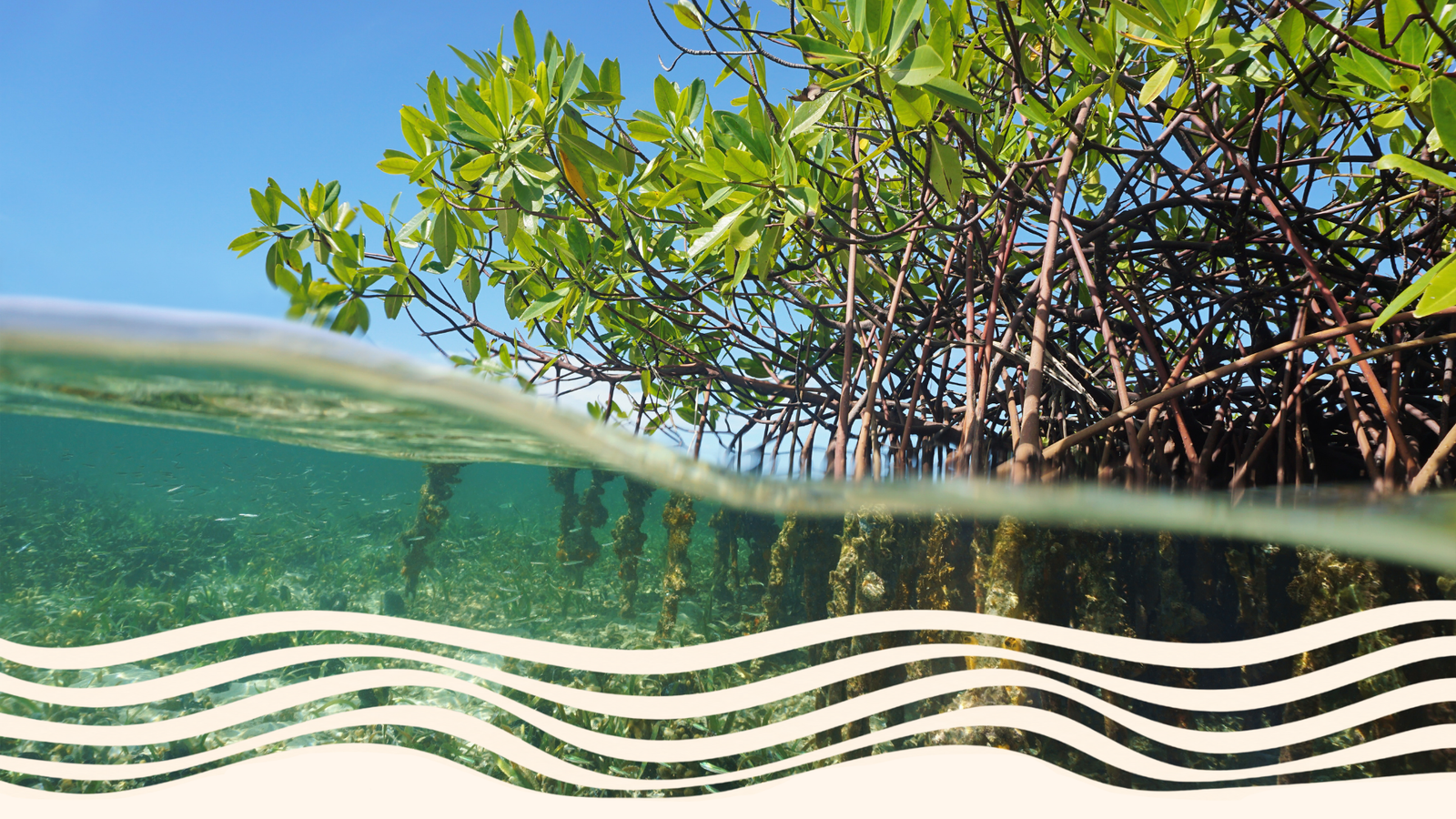 Overwater mangrove roots with green leaves and clear water showing underwater vegetation and roots, under a blue sky.