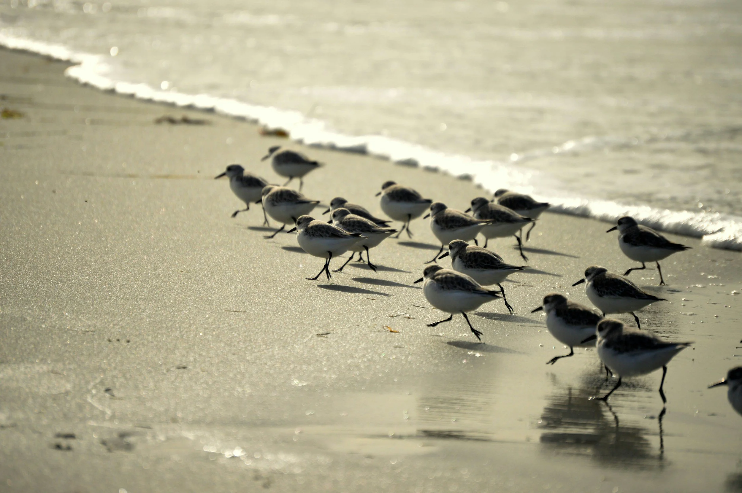 Fall Shorebird Migration in Pinellas County 