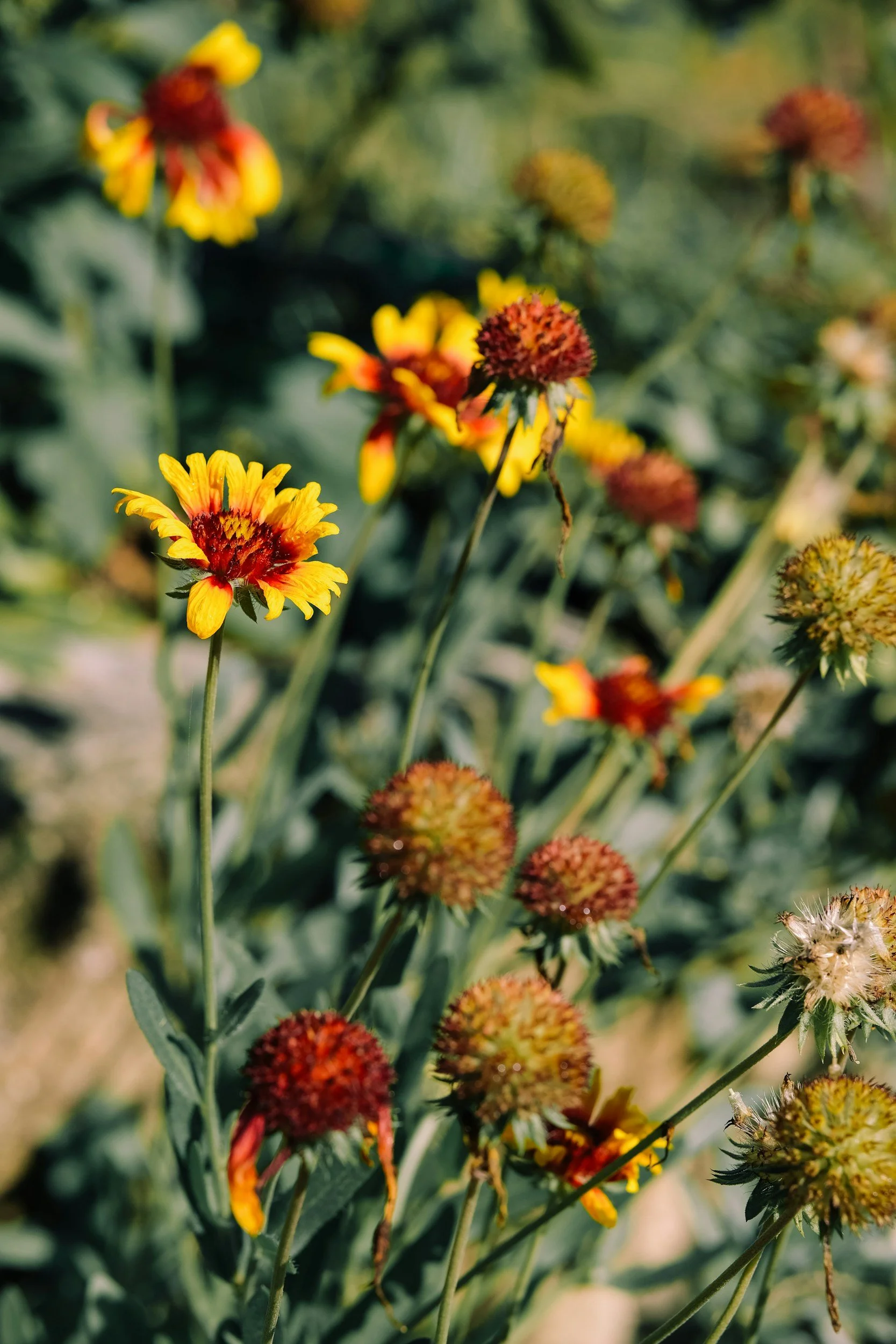 Blanket Flower: How to Add Color and Attract Pollinators to Florida Landscapes