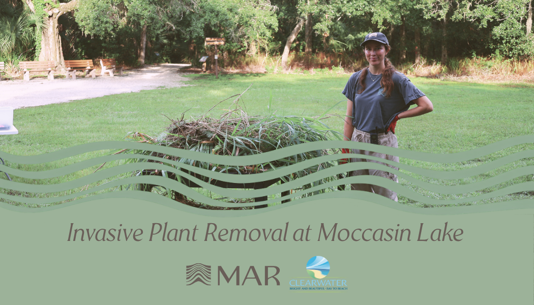 A woman standing next to a pile of invasive plants at Moccasin Lake, with a green park and trees in the background, promoting invasive plant removal covered by a banner with logos of MAR and Clearwater.