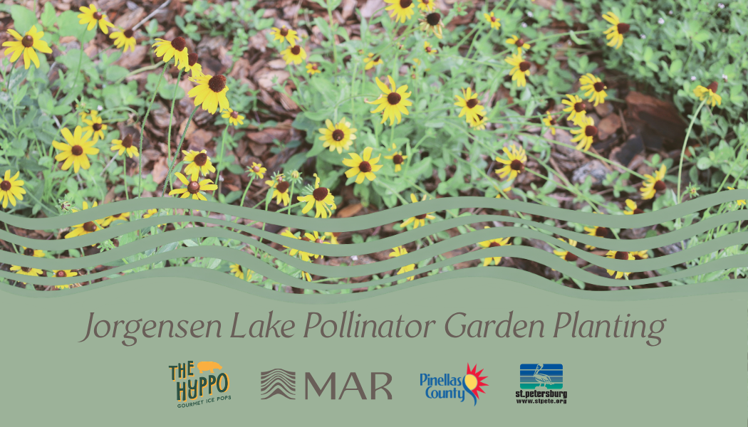 Yellow and brown wildflowers growing in a garden bed with green foliage and dried leaves.