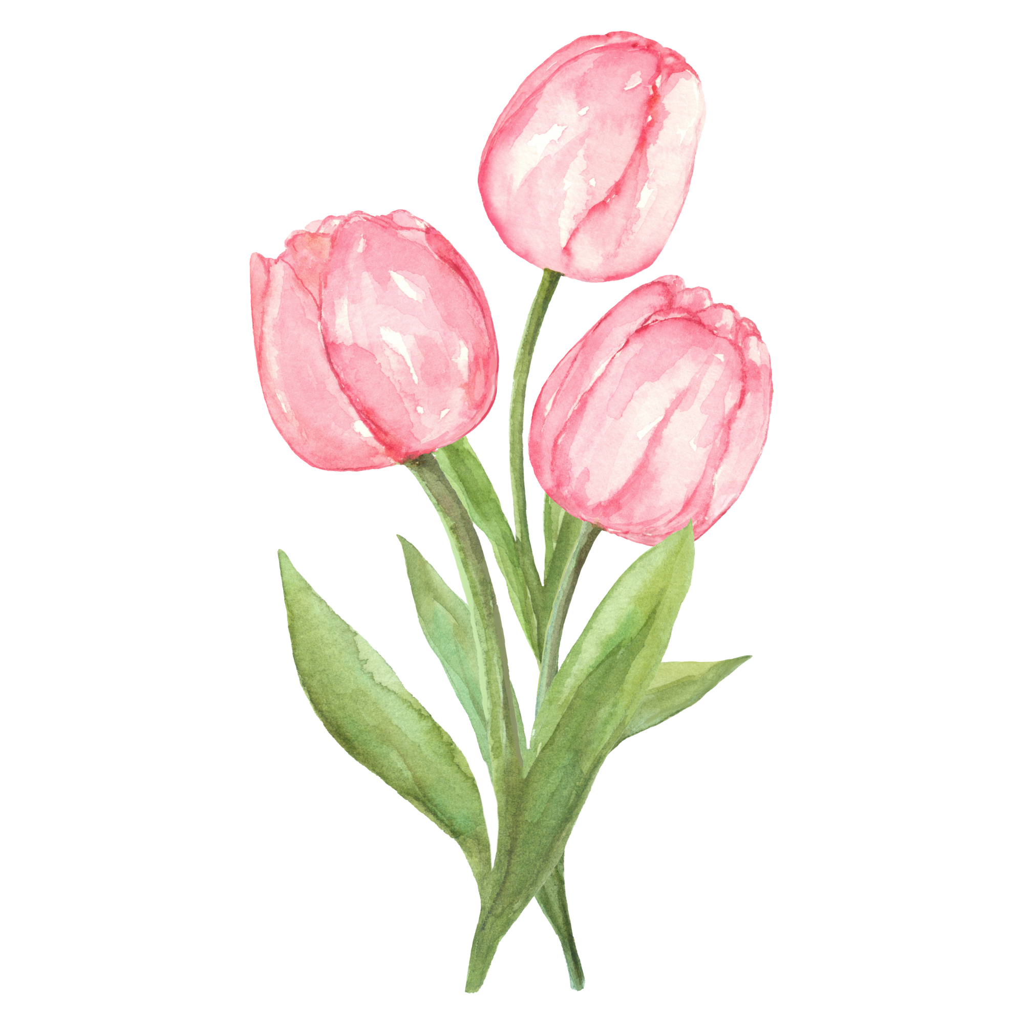 Watercolor painting of pink tulips with green stems and leaves.