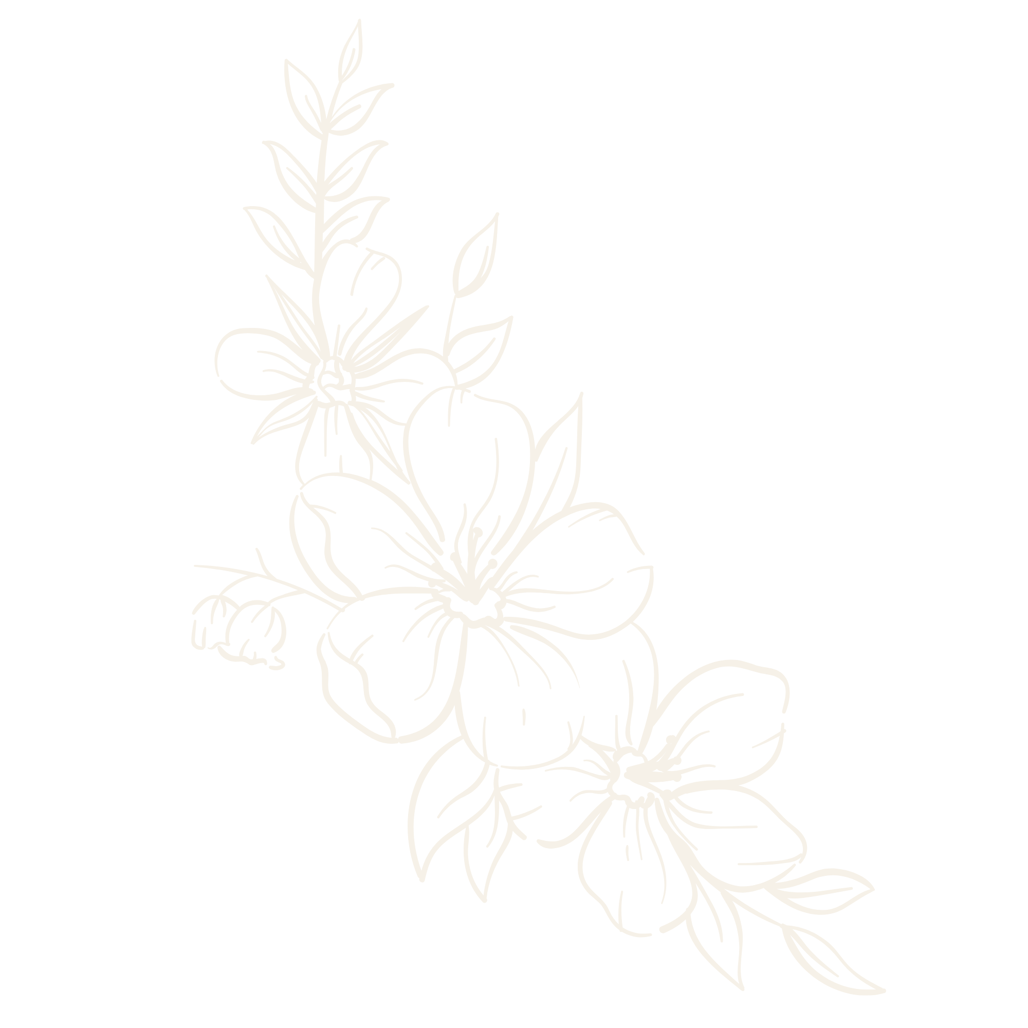 White line drawing of flowers and leaves on a black background, with the words "Hello Lovely" written above.