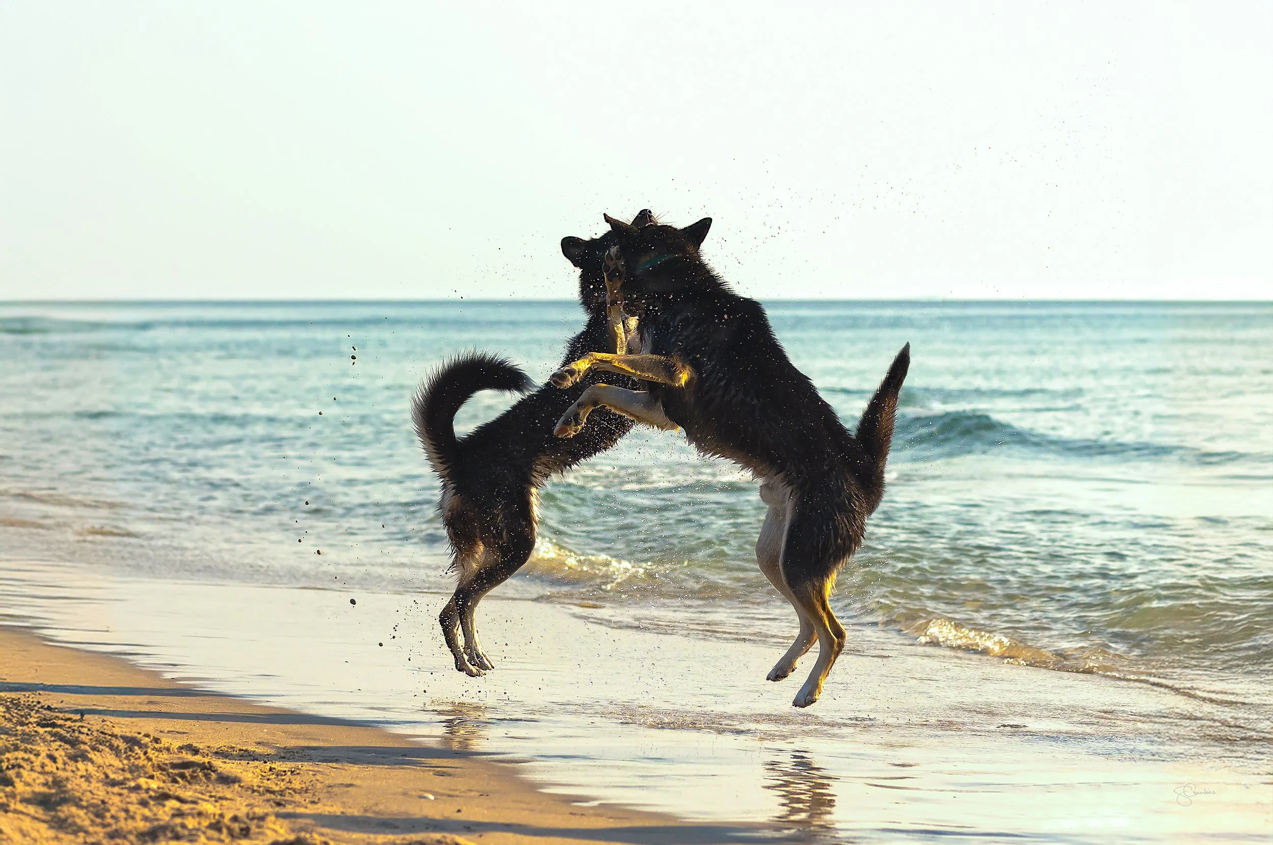 Grace-Courbis-The-Bark-Dance-20x30.jpg