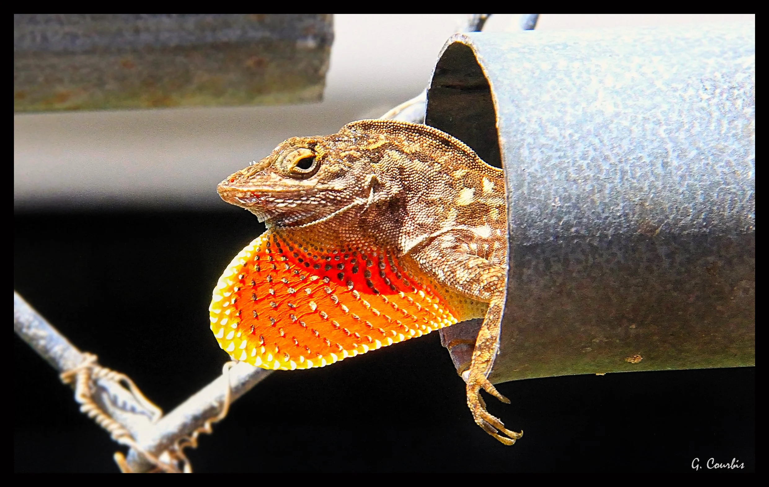 Lizard4IMG_0265_tonemapped2FramSig.jpg