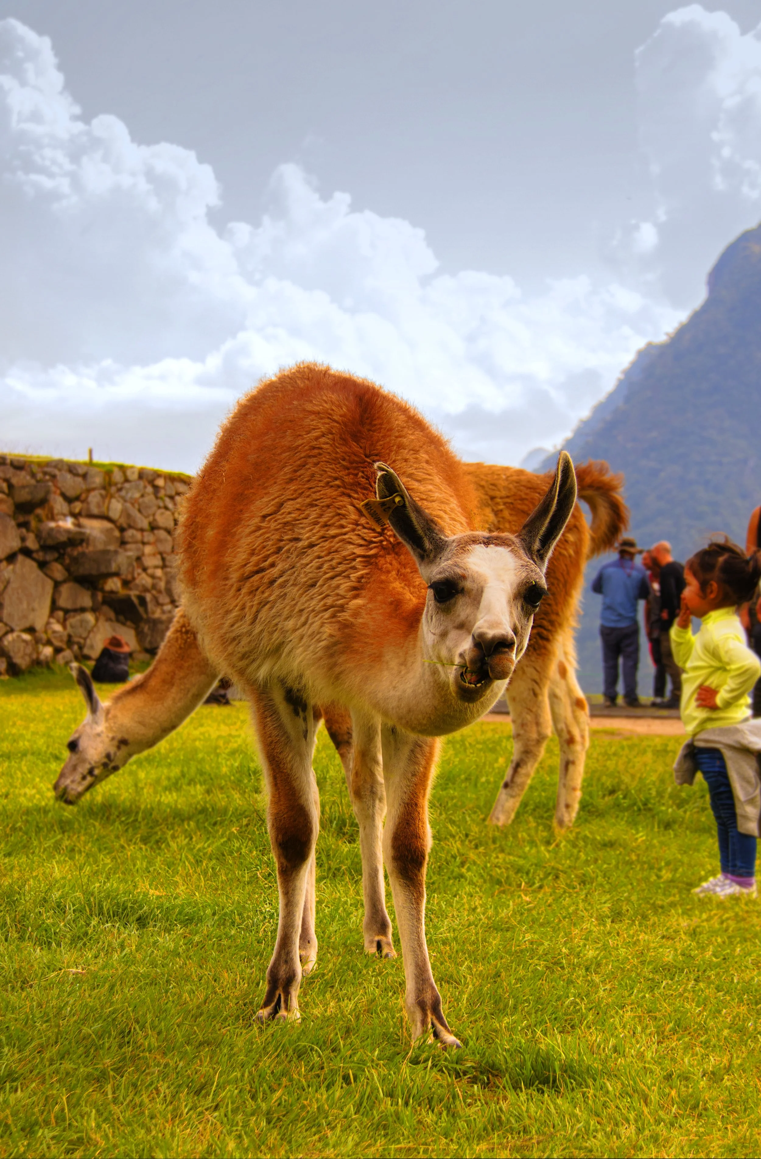 Llama1_tonemapped2.jpg