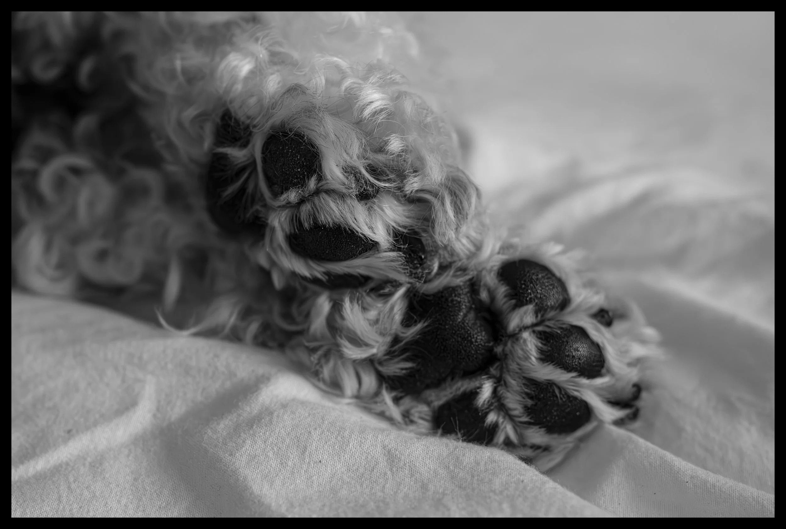 Paws.jpg