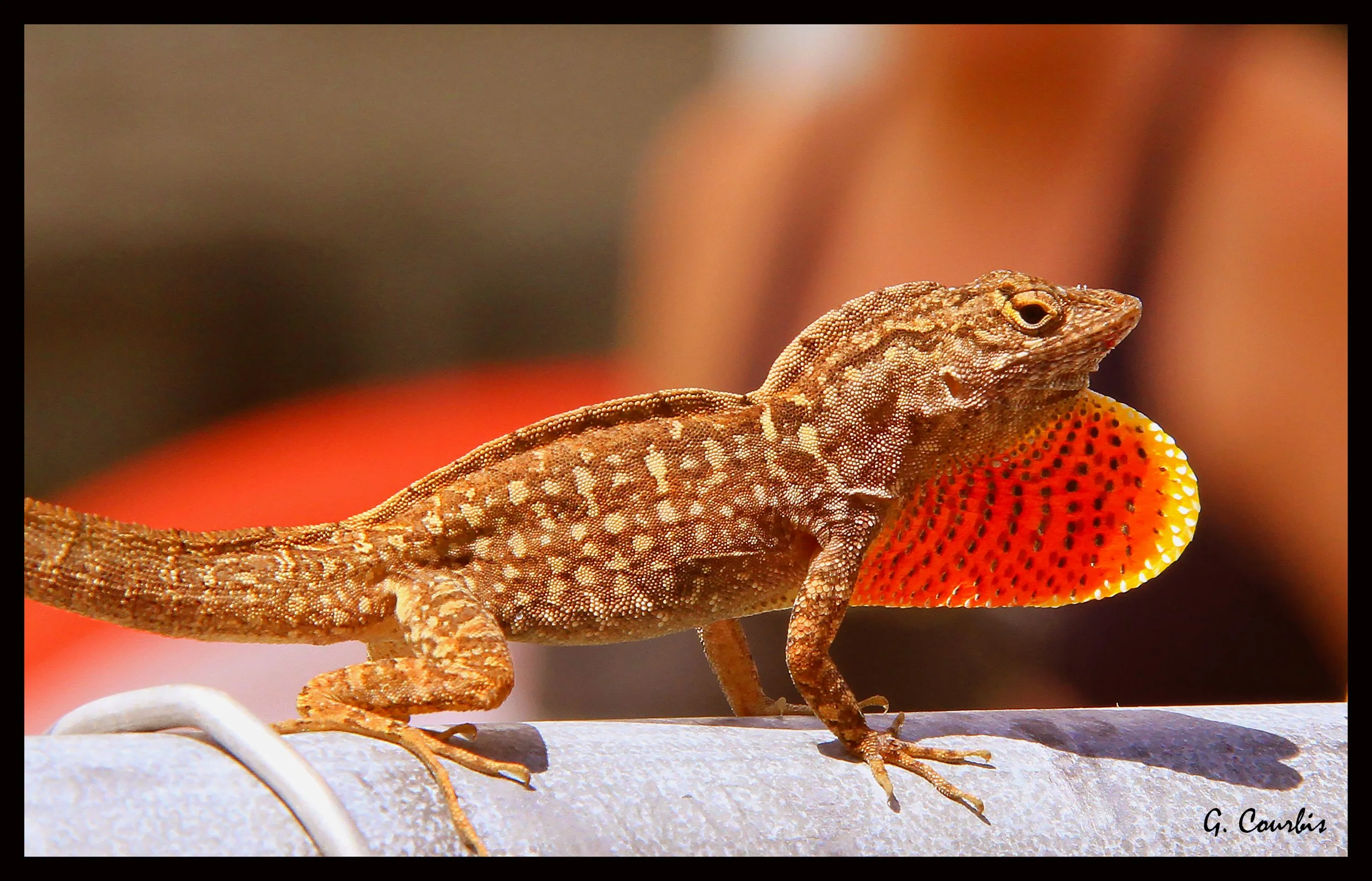 Lizard2IMG_0271_tonemapped3FramSig.jpg