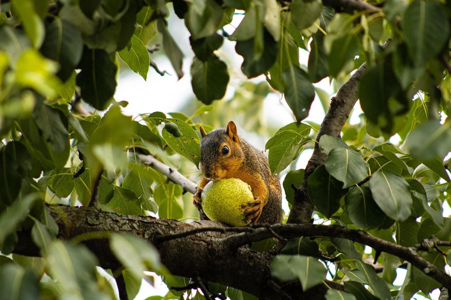 🍐🐿️ Squirrel | 08-23-24