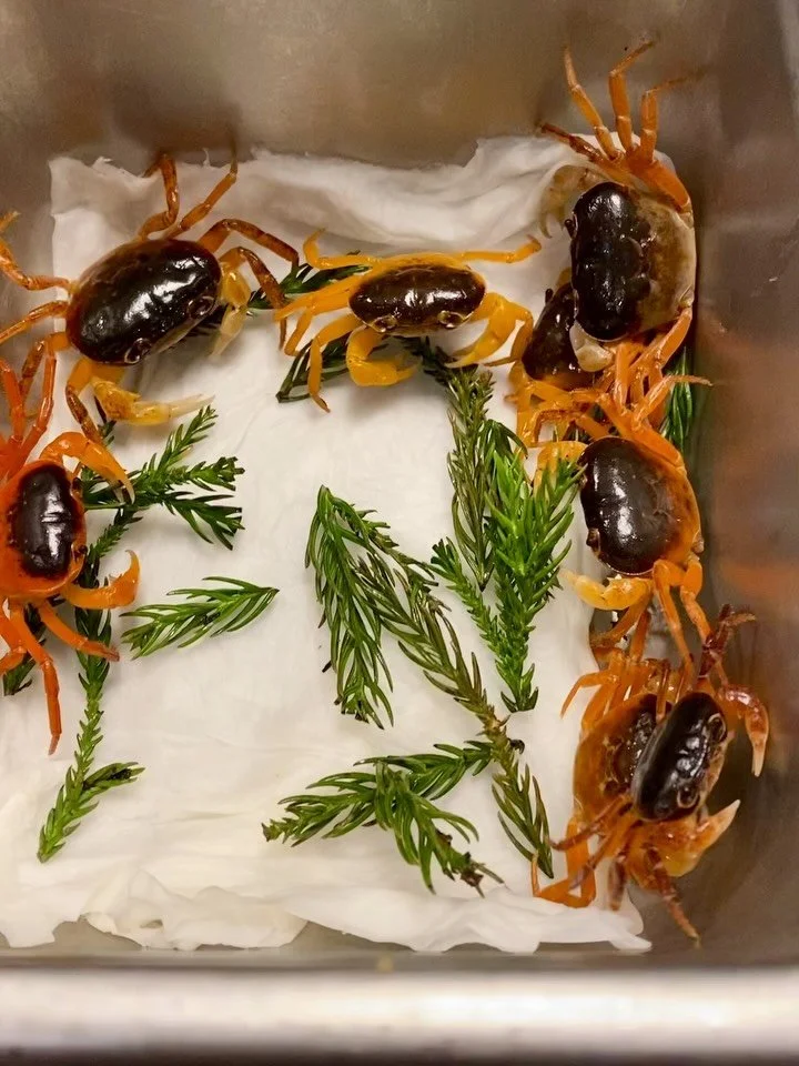 Sawagani crab is here. Put in your catering order now. 

#sushi #crab