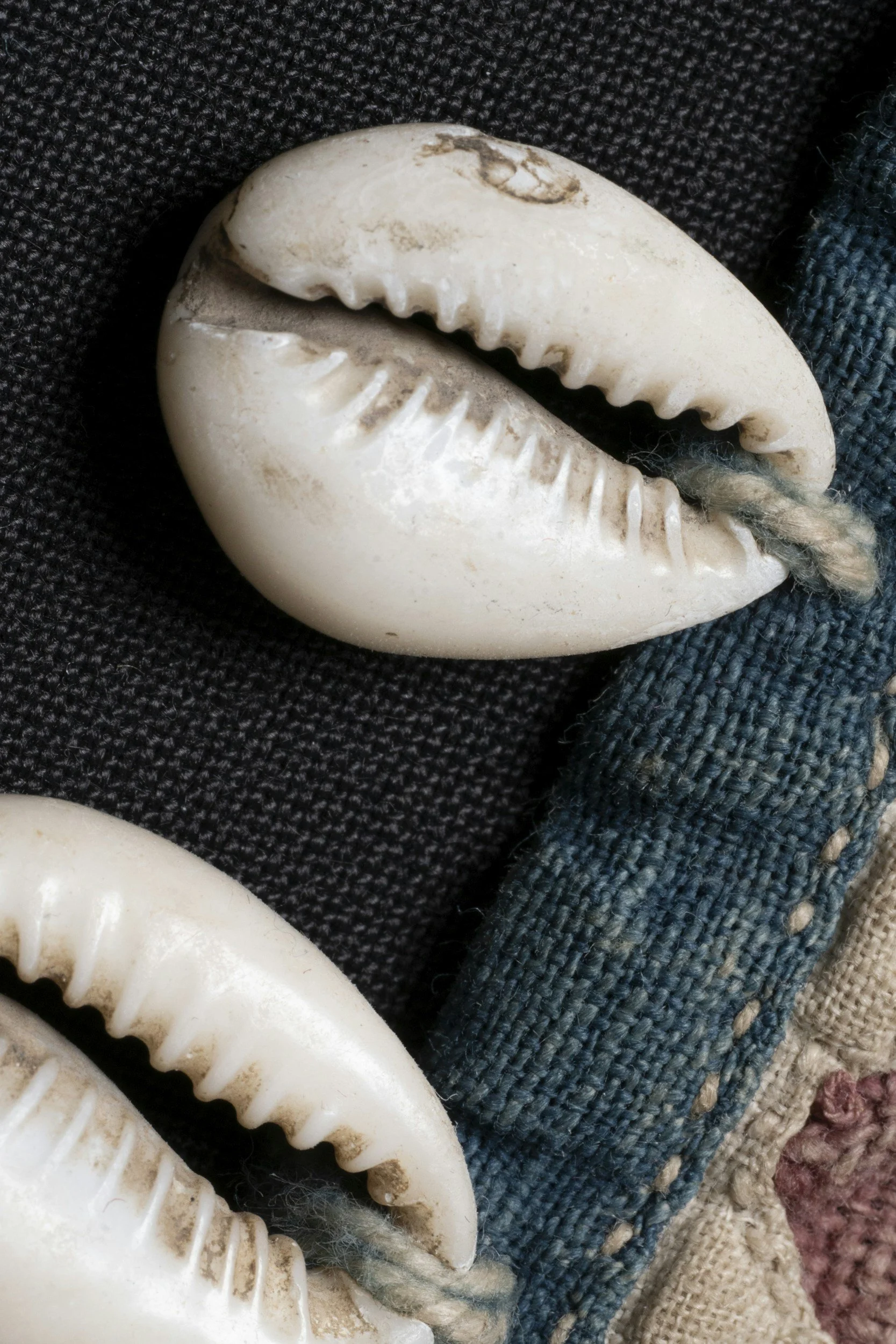 Close-up of cream-colored cowrie shells with a rough texture, placed on a dark fabric surface.