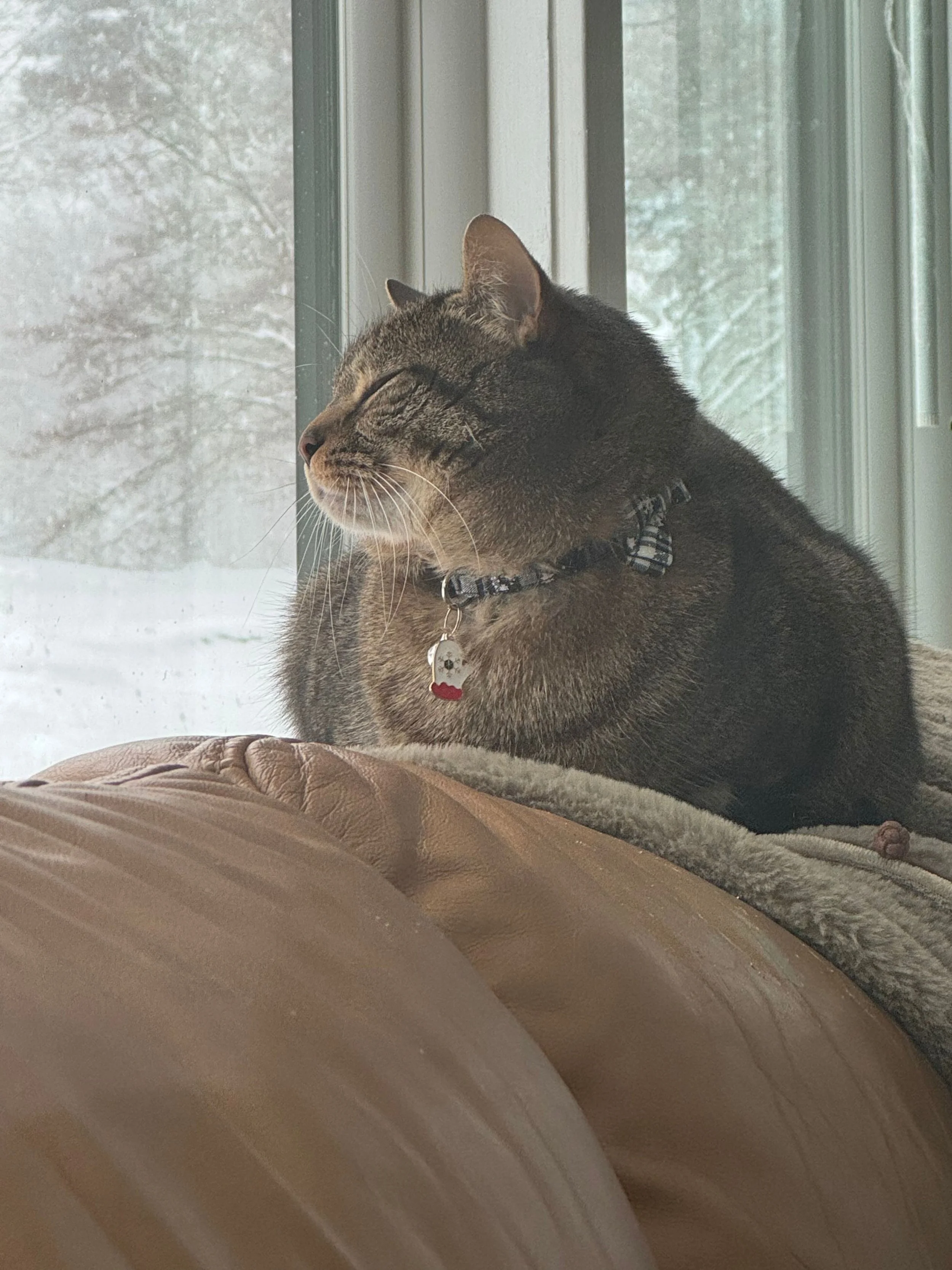 A tabby cat with a collar and tag sitting on a soft surface near a window with snowy landscape visible outside, enjoying the sunlight.
